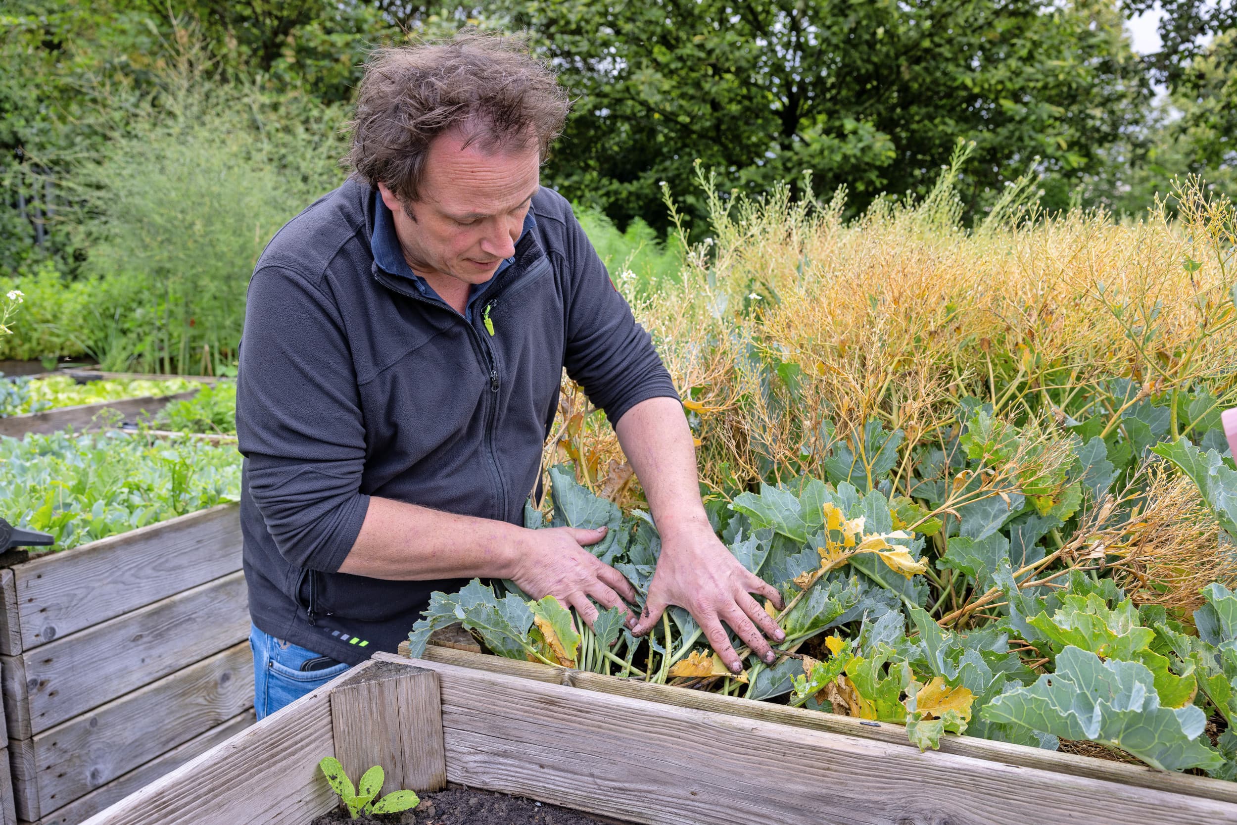 Jean-Pierre van Wesemael bij zeekool in kuubkisten. – Foto’s: Peter Roek