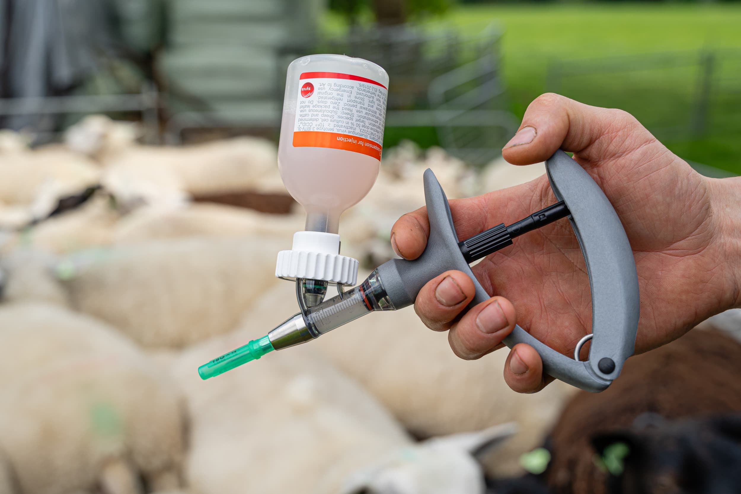 Tijdens een debat in de Tweede Kamer pleitten VVD en D66 voor een vaccinatieplicht om verspreiding van de dierziekten te voorkomen, met name bij vogelgriep en blauwtong. – Foto: Andrea van Schaik