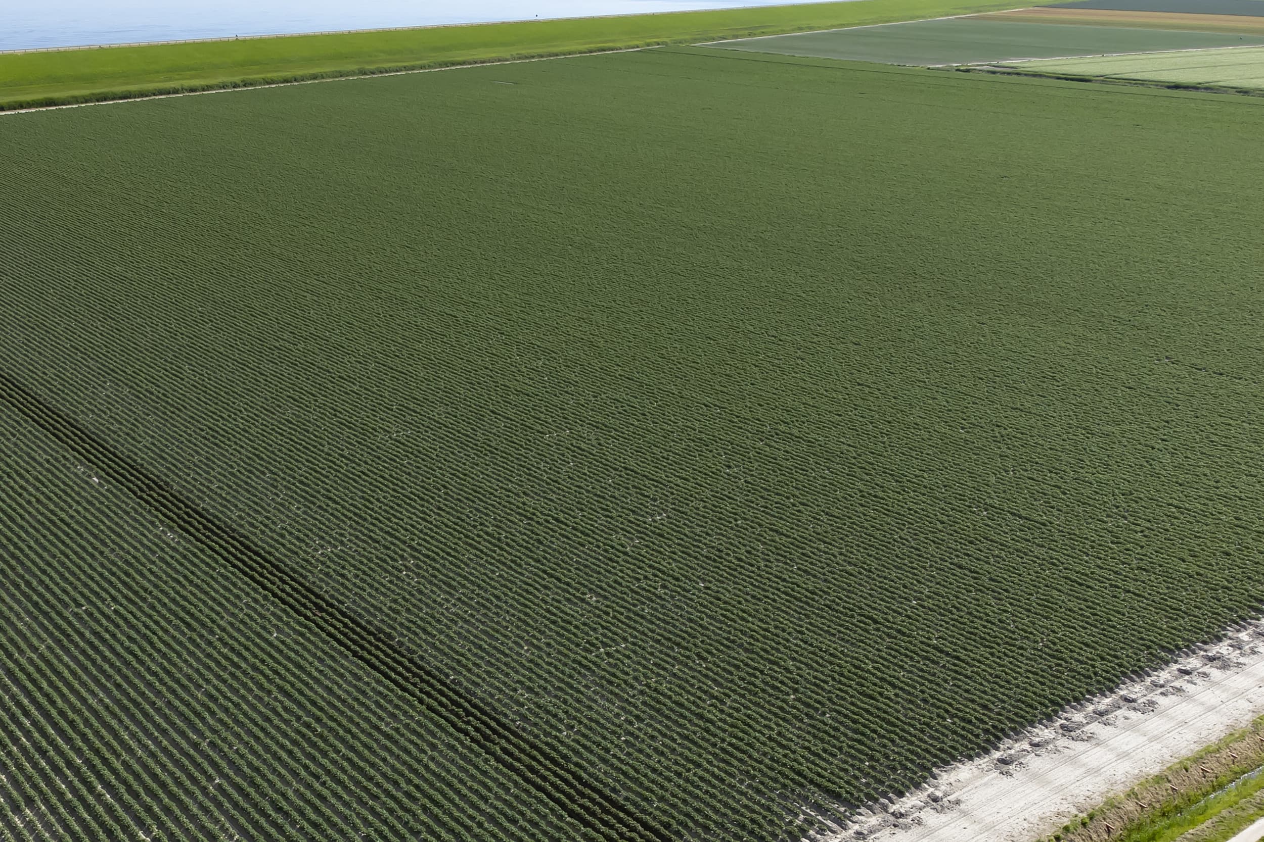 Door het natte voorjaar is de voorspelling voor aardappelopbrengsten in Nederland met 2,5 ton verlaagd, resulterend in een verwachte opbrengst van 40 ton per hectare voor alle aardappeltypen. – Foto: Ton Kastermans Fotografie
