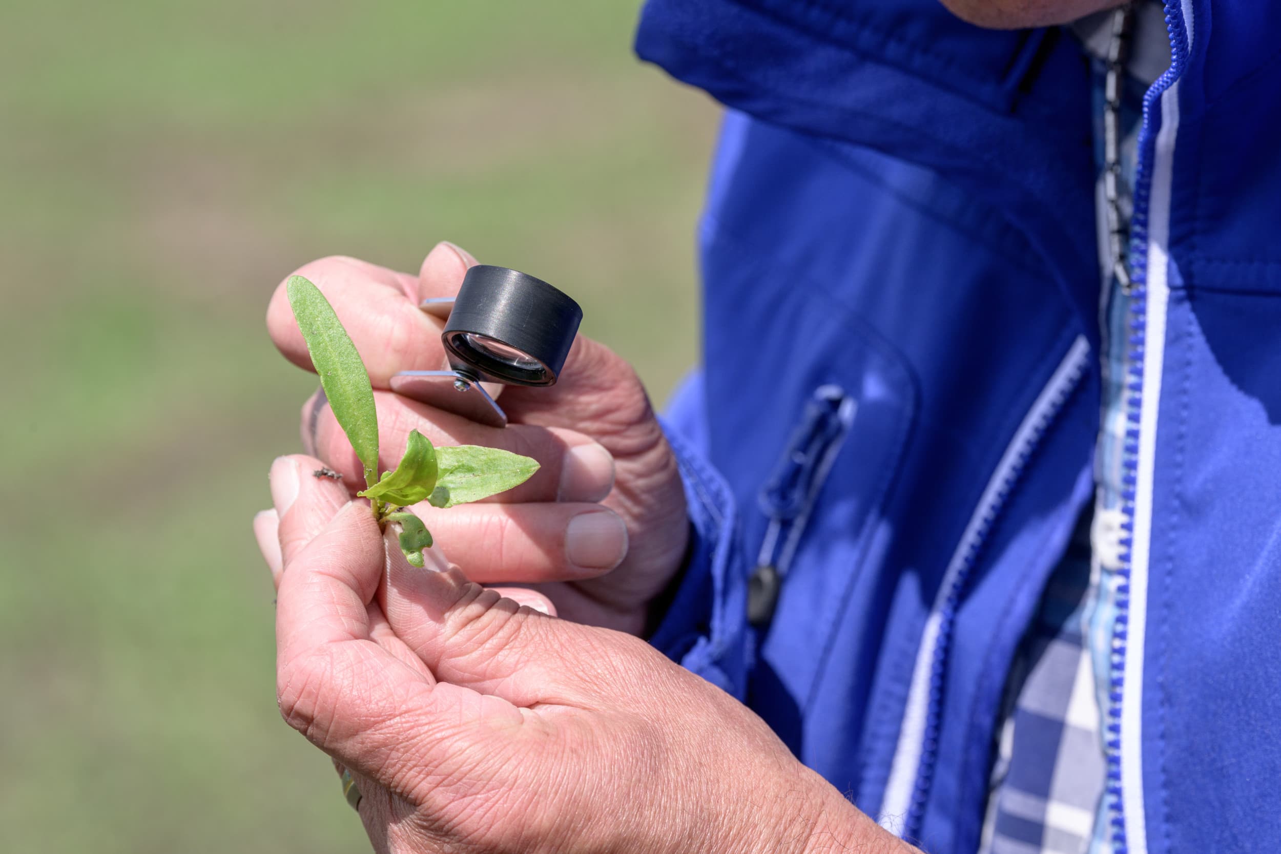 Controle van bietenplant op de aanwezigheid van luizen. Voor kleinere bieten geldt een lagere schadedrempel. – Foto: Frank Uijlenbroek