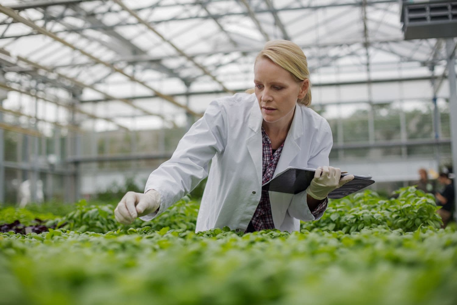 Met nieuwe genomische technieken zoals CRISPR-Cas kunnen wetenschappers zeer nauwkeurig aanpassingen maken in het DNA van organismen. – Foto: Canva/Getty Images