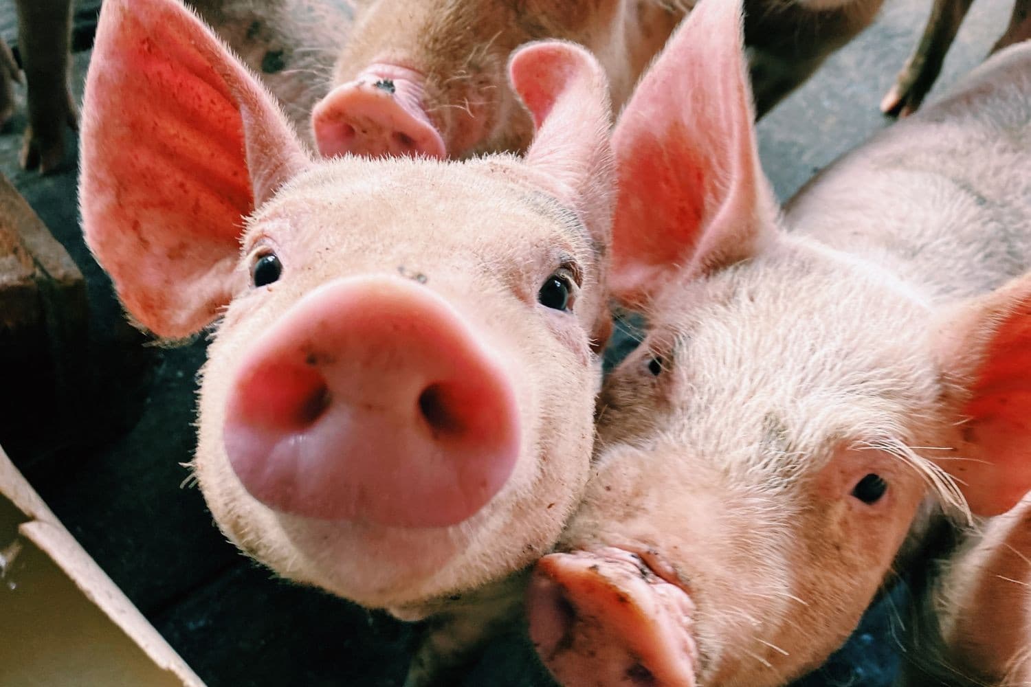 Na afloop van de hoorzitting benadrukte Femke Wiersma dat boeren hard werken om dierenleed tegen te gaan, incidenten vaak worden uitvergroot en misstanden in elke sector voorkomen. – Foto: Canva/Hayana Fernanda