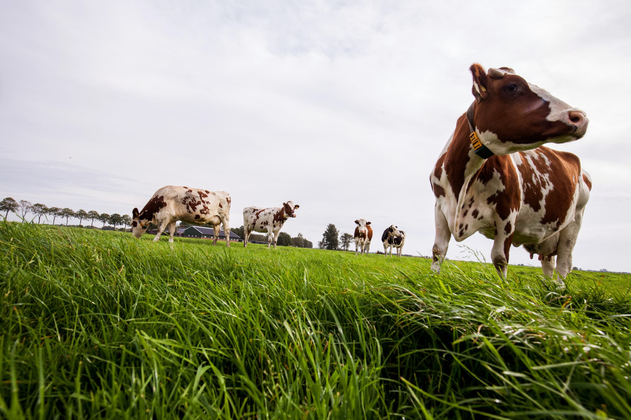 Ondanks de eerdere stagnatie door slecht weer, neemt de vraag naar verse vloeibare zuivelproducten nu toe, met de verwachting dat de prijzen verder zullen stijgen. – Foto: Herbert Wiggerman