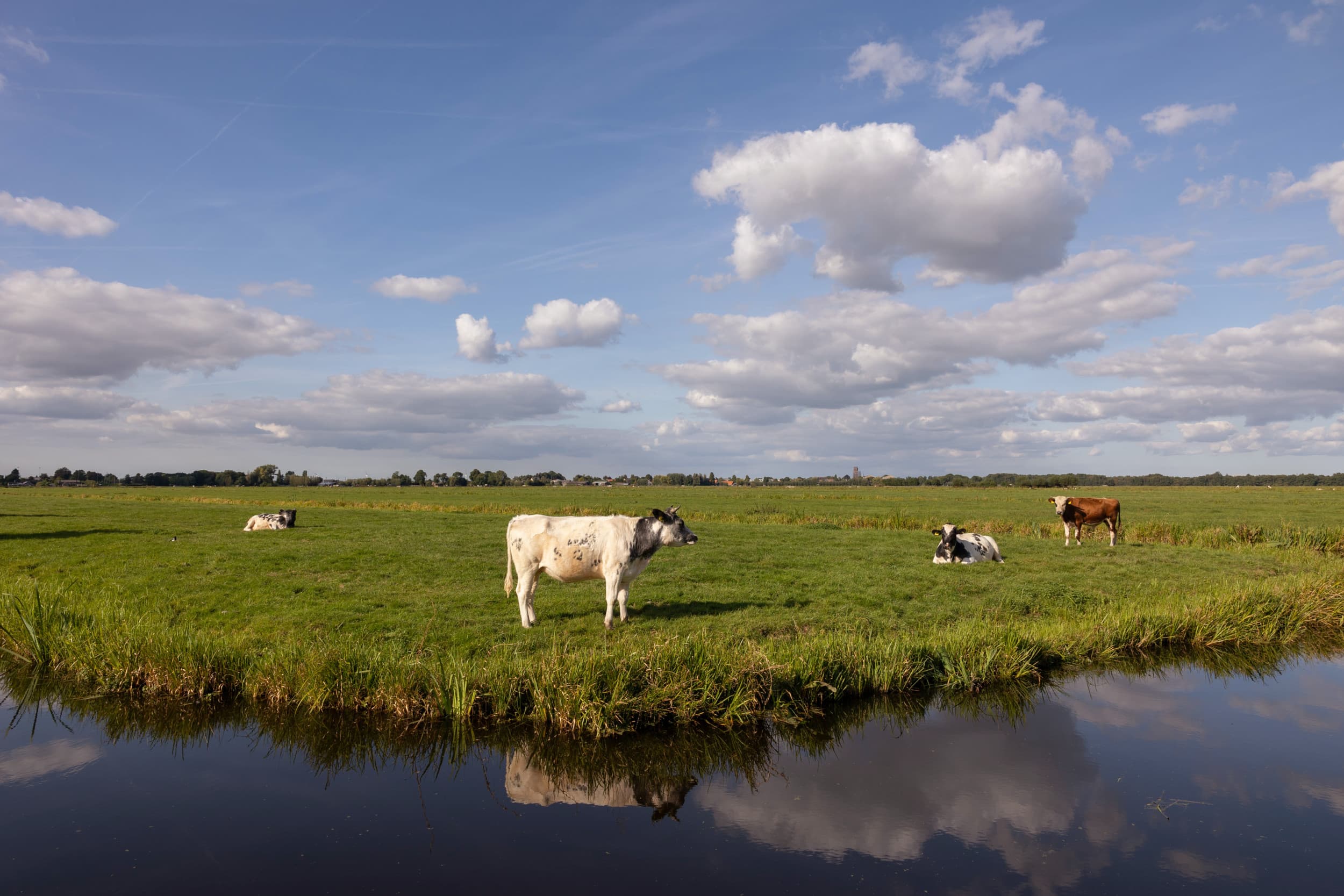 Koeien in de wei in Polder De Nesse in de Krimpenerwaard. Vernatting van veenweidegebied heeft een sterk wisselend effect, afhankelijk van de locatie. Dat blijkt uit een proefproject in de Krimpenerwaard waarvan maandag 4 juli de resultaten gepresenteerd worden. – Foto: Herbert Wiggerman