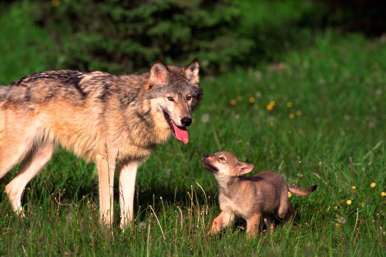 Drenthe blijft proberen de beschermde status van de wolf in Europa omlaag te krijgen. – Foto: Canva