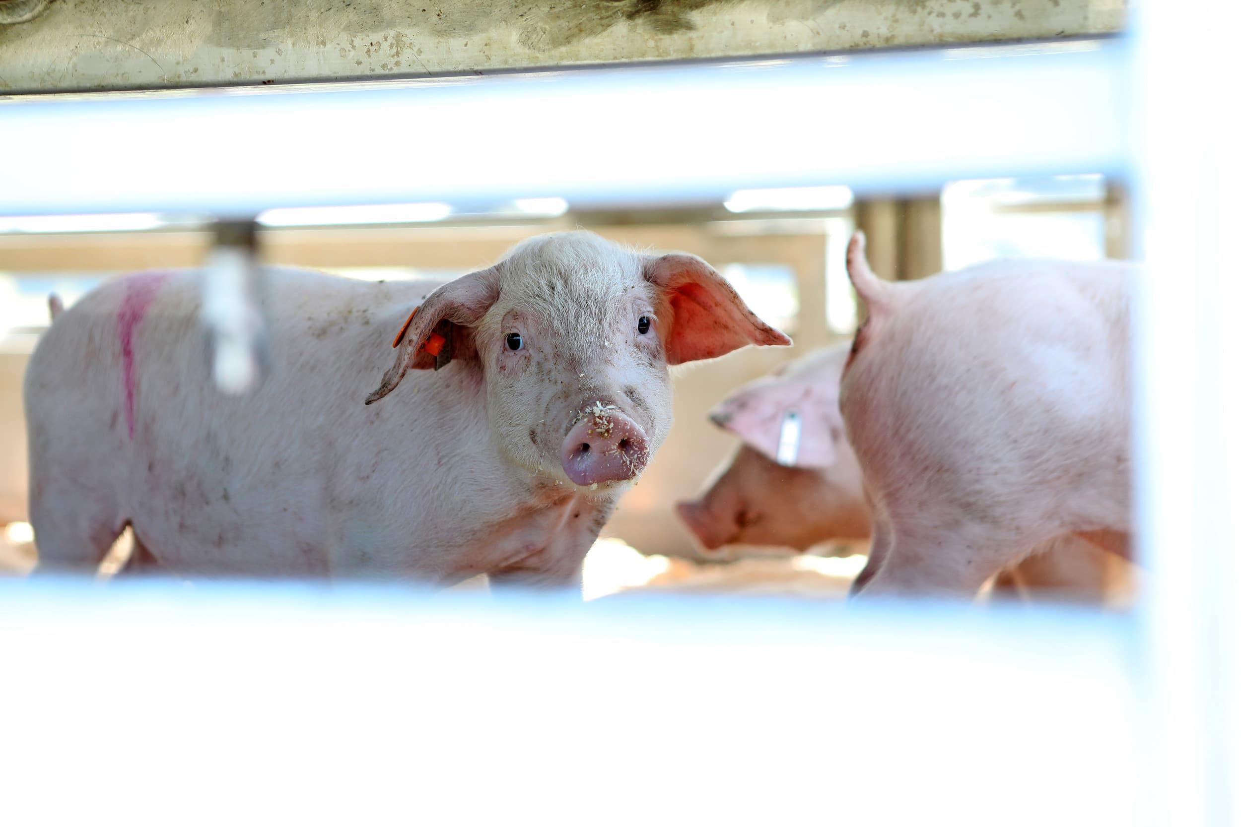 Pigarné is de enige Nederlandse slachterij die op relatief grote schaal biggen slacht. Het bedrijf slacht momenteel zo’n 3.000 biggen per week. – Foto: Fotostudio Atelier 68