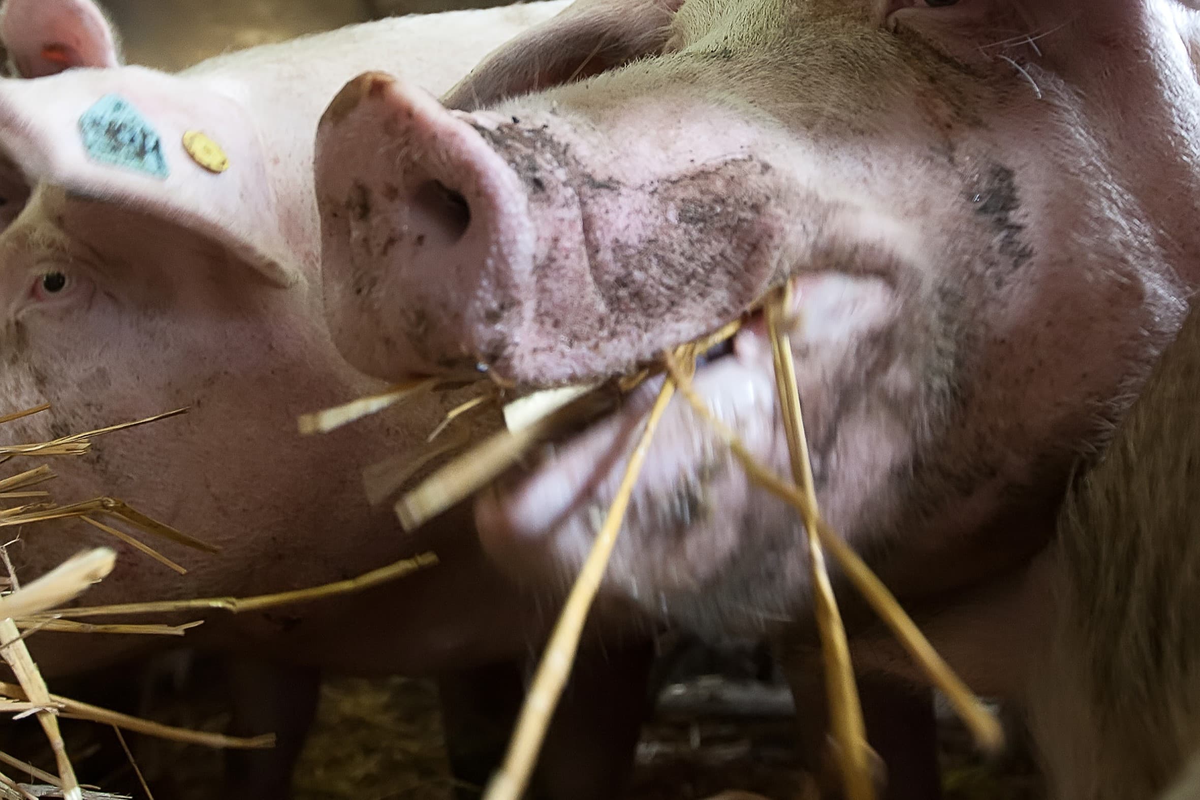 De Dierenbescherming maakt een uitzondering voor varkenshouders die door de stikstofproblematiek geen vergunning kunnen krijgen om aan de nieuwe Beter Leven-eisen te voldoen. – Foto: Ronald Hissink