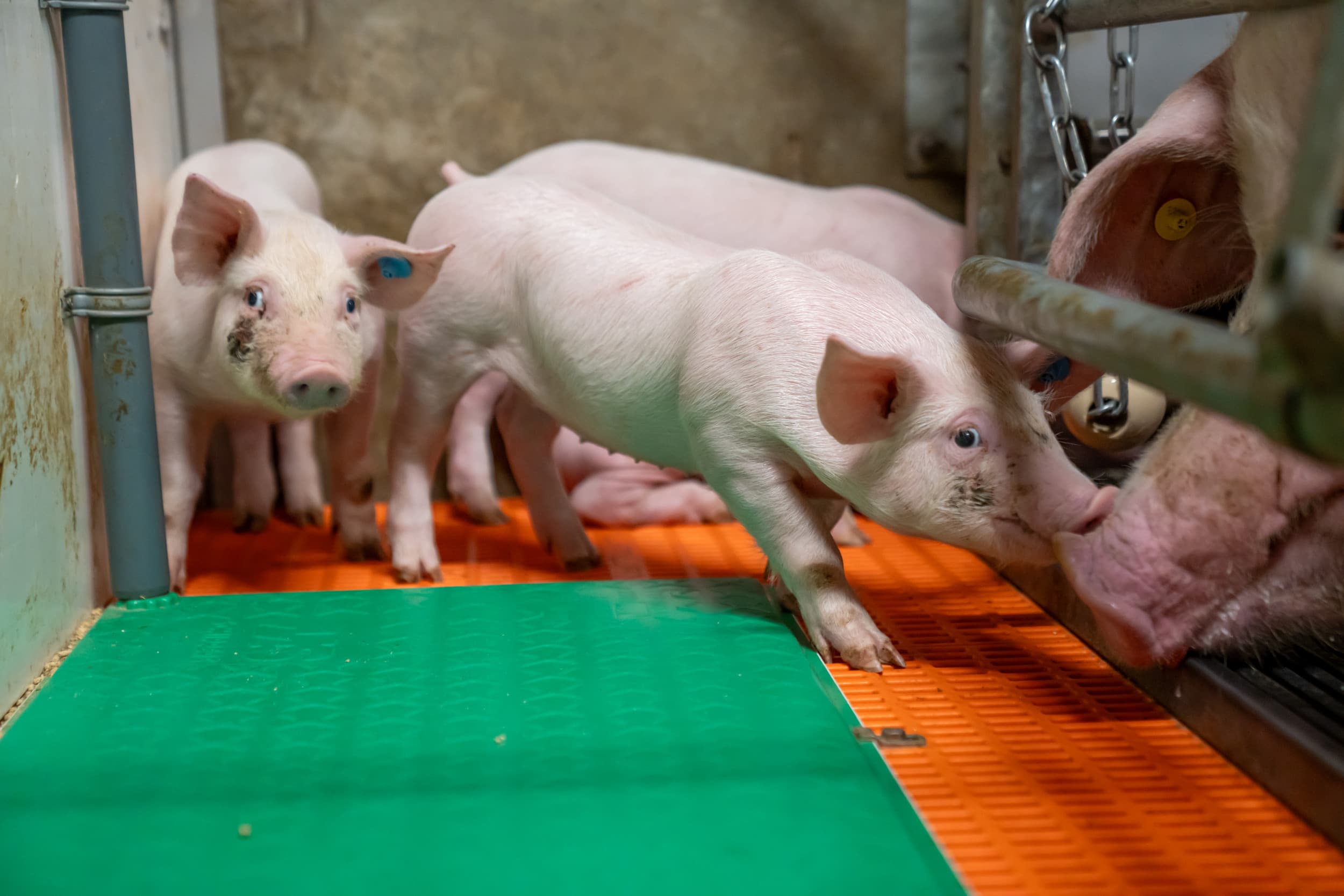 De omzet van Topigs Norsvin groeit door. De fokkerijorganisatie realiseerde in 2023 een omzetgroei van 15%. De omzet kwam hierdoor uit op ruim € 270 miljoen. – Foto: Bert Jansen
