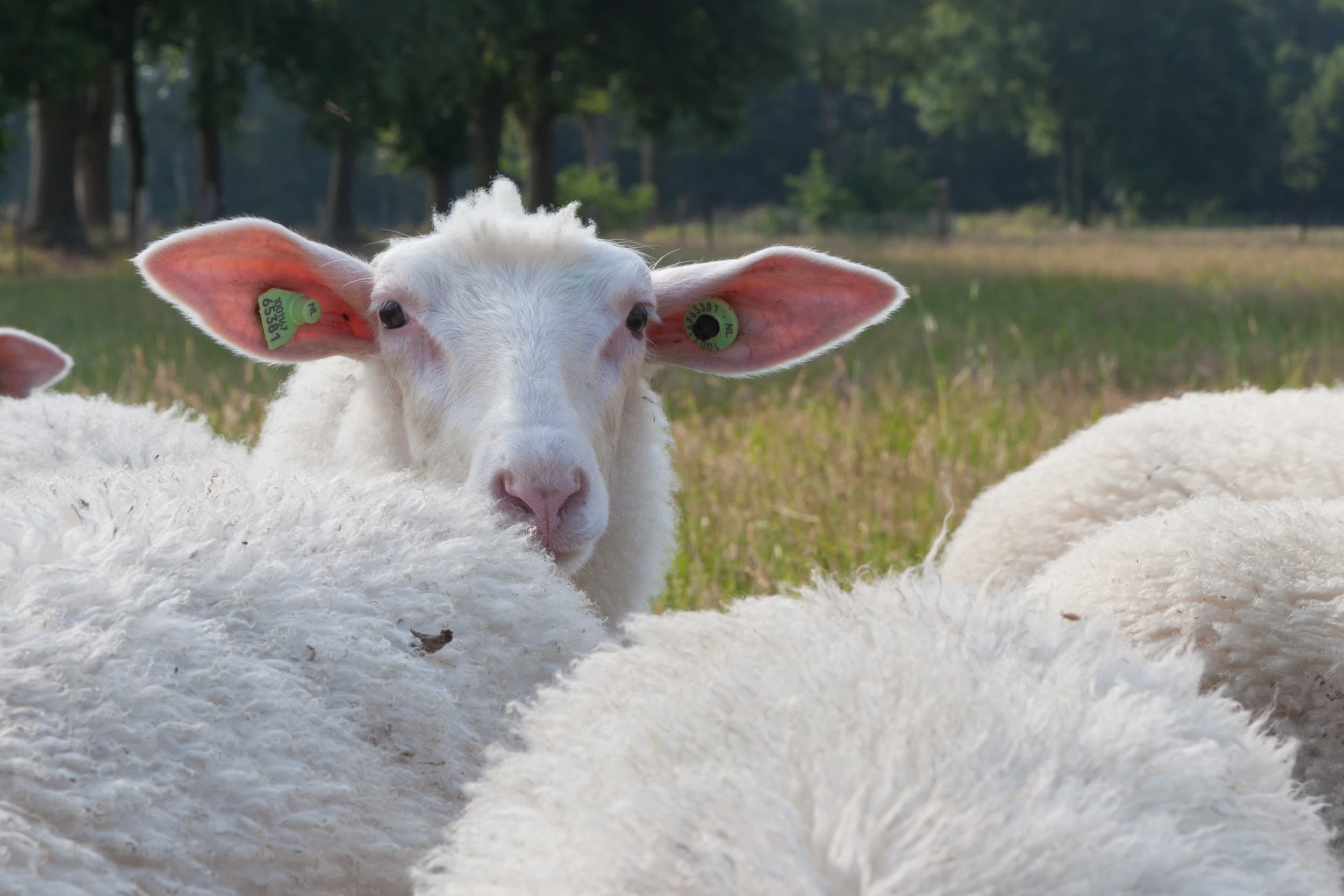 Het besmette dier, behorend tot een gevaccineerde kudde in de Betuwe, was op de dag van vaccinatie ziek (geen blauwtong) en mocht daarom niet gevaccineerd worden. – Foto: Joris Telders