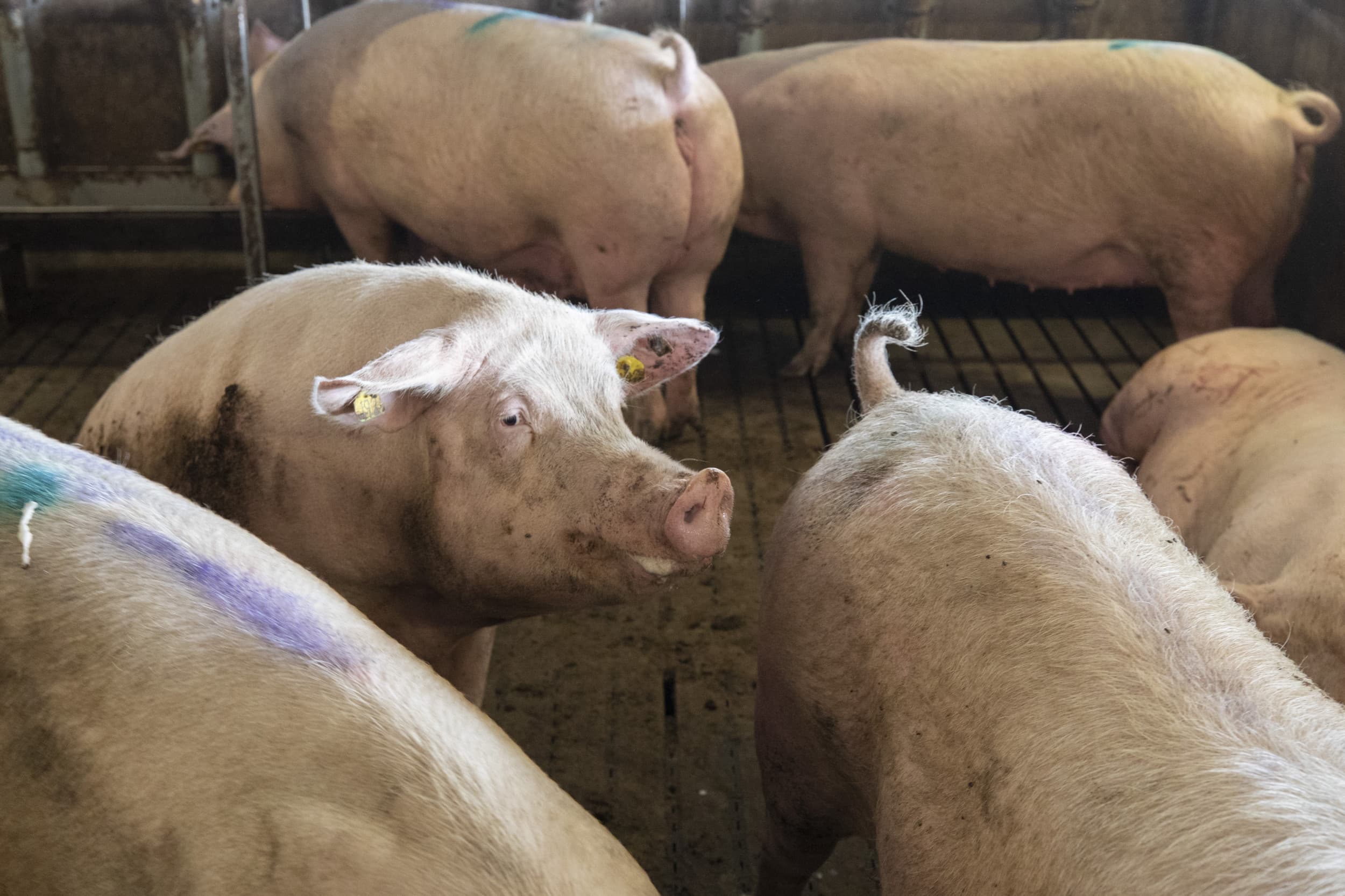 NSC wil met de nieuwe landbouwminister een fundamenteel debat voeren over de structuur van de varkenshouderij in Nederland. – Foto: Anne van der Woude