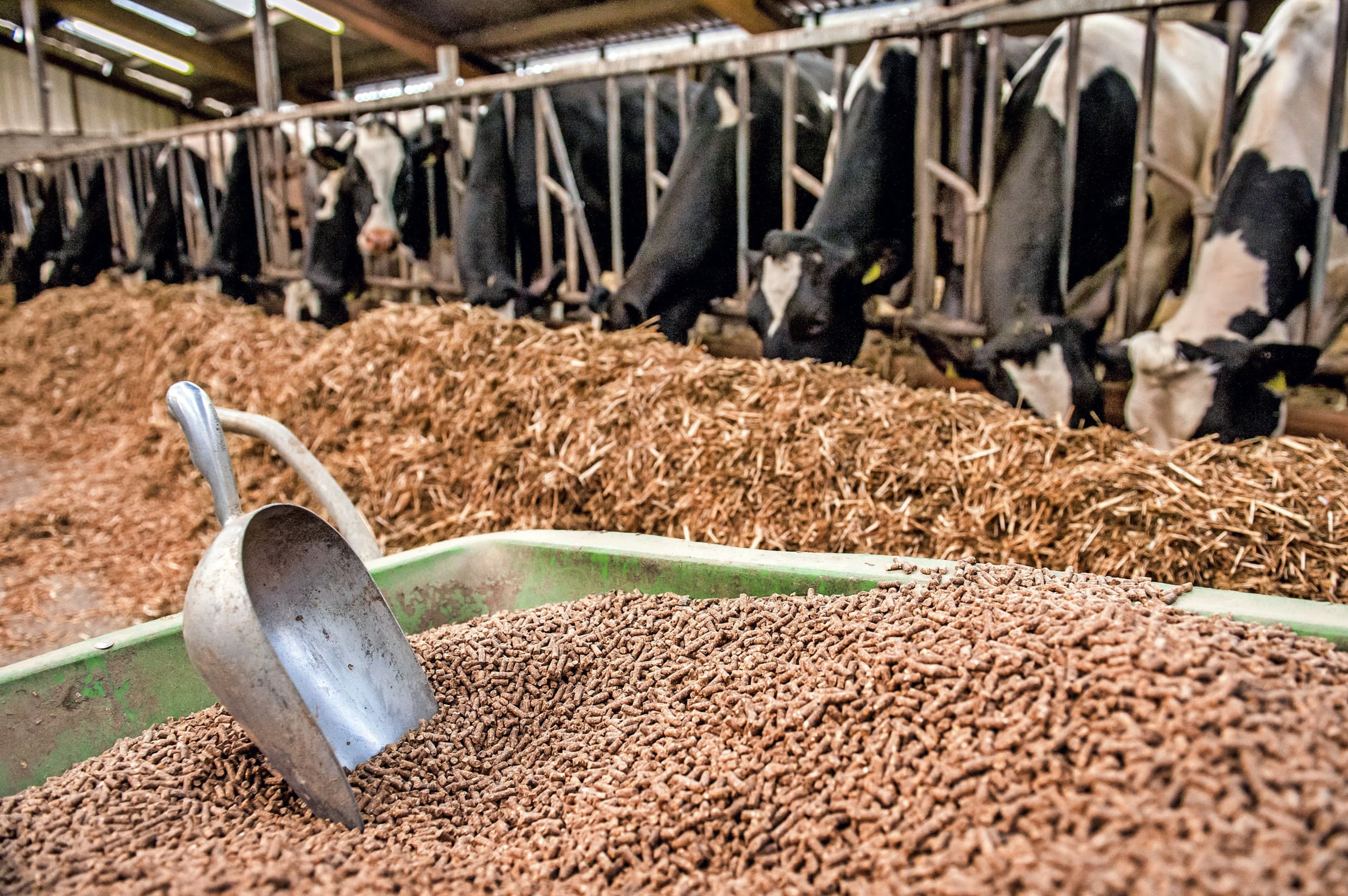 Het Belgische Arvesta produceert jaarlijks 1,8 miljoen ton aan veevoeders. – Foto: Canva