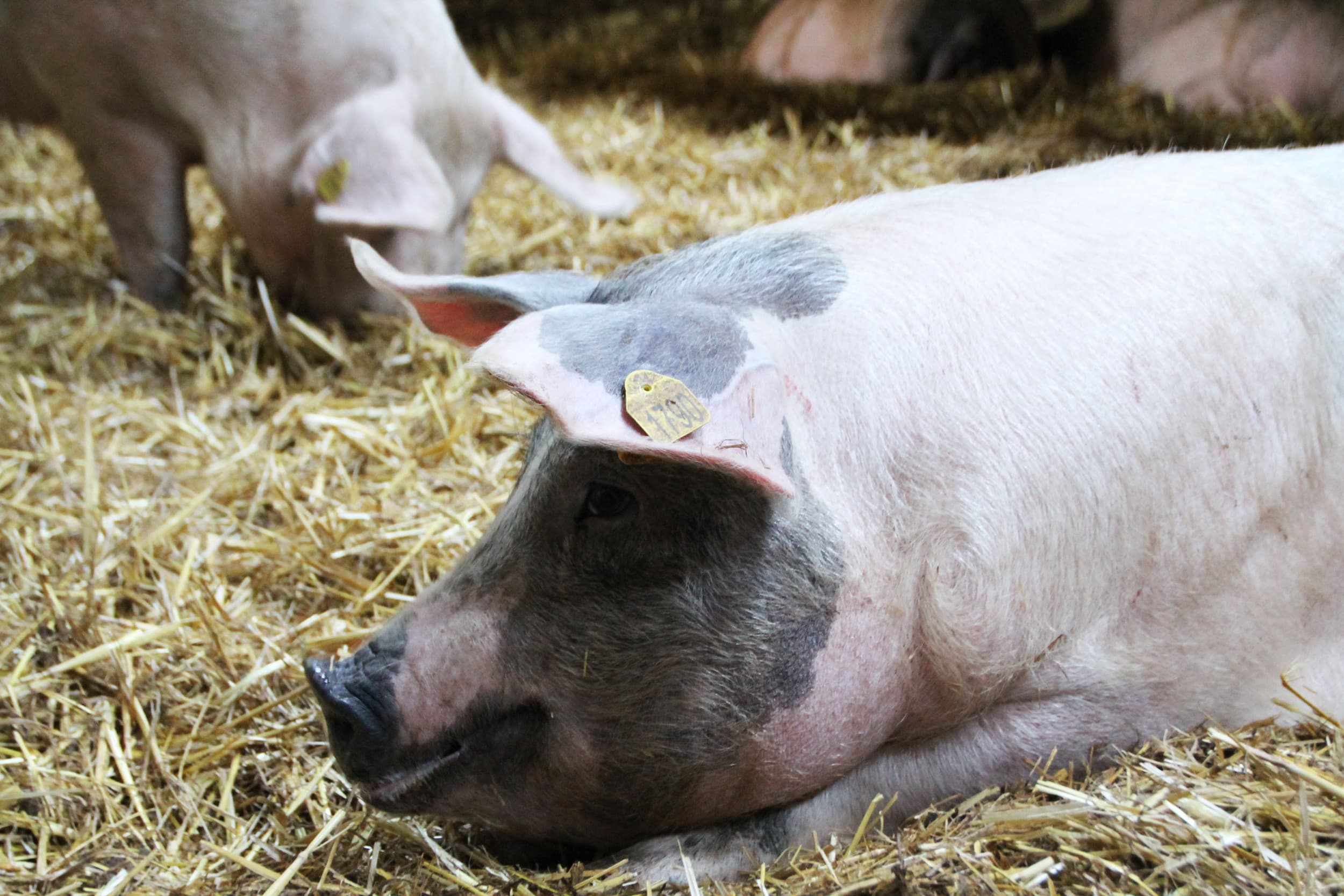 Varkens scharrelen vrij in stro, wat symbool staat voor de verbeterde leefomstandigheden onder de nieuwe welzijnseisen van Lidl. – Foto: Boerderij