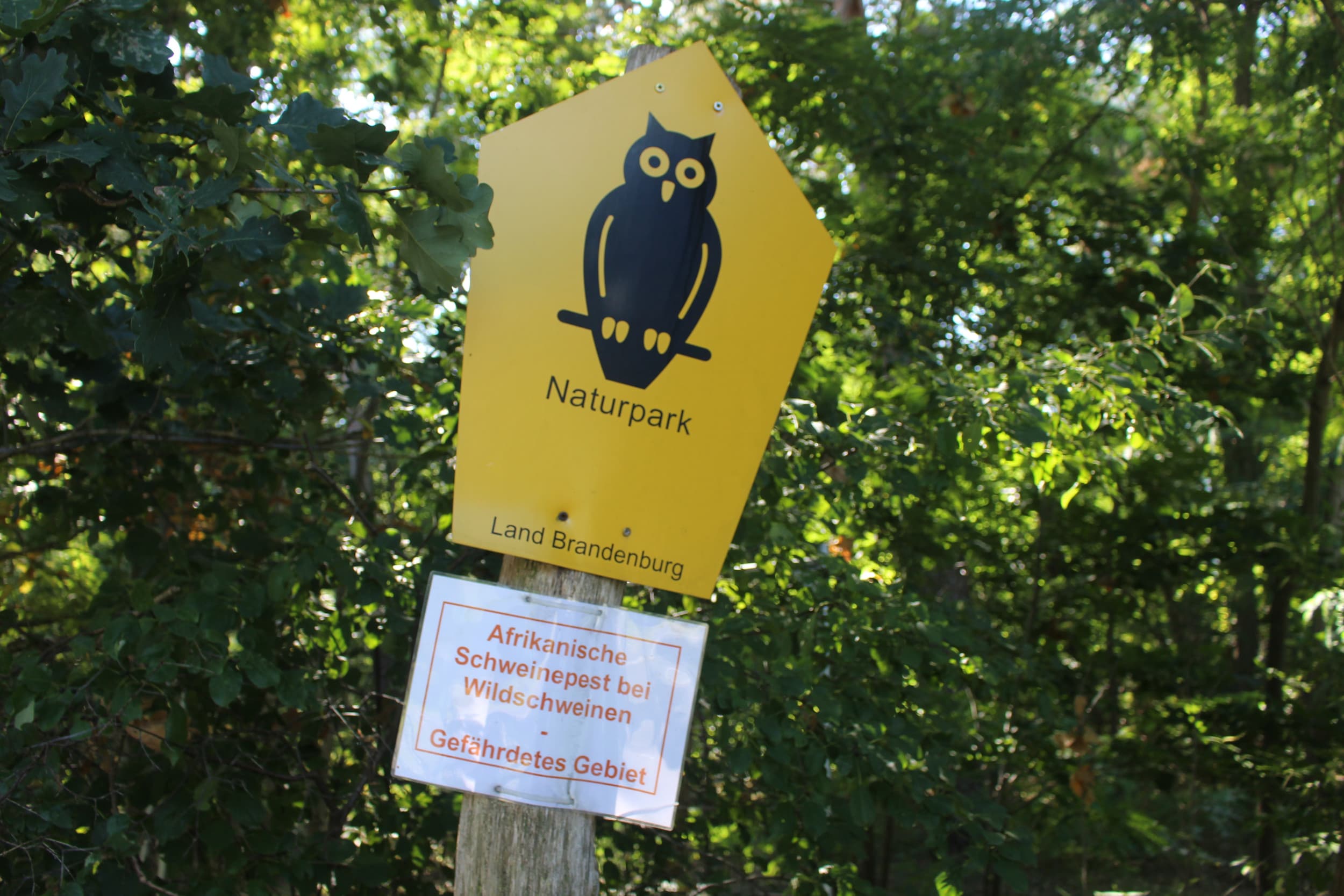afrikaanse varkenspest wilde zwijnen westen duitsland