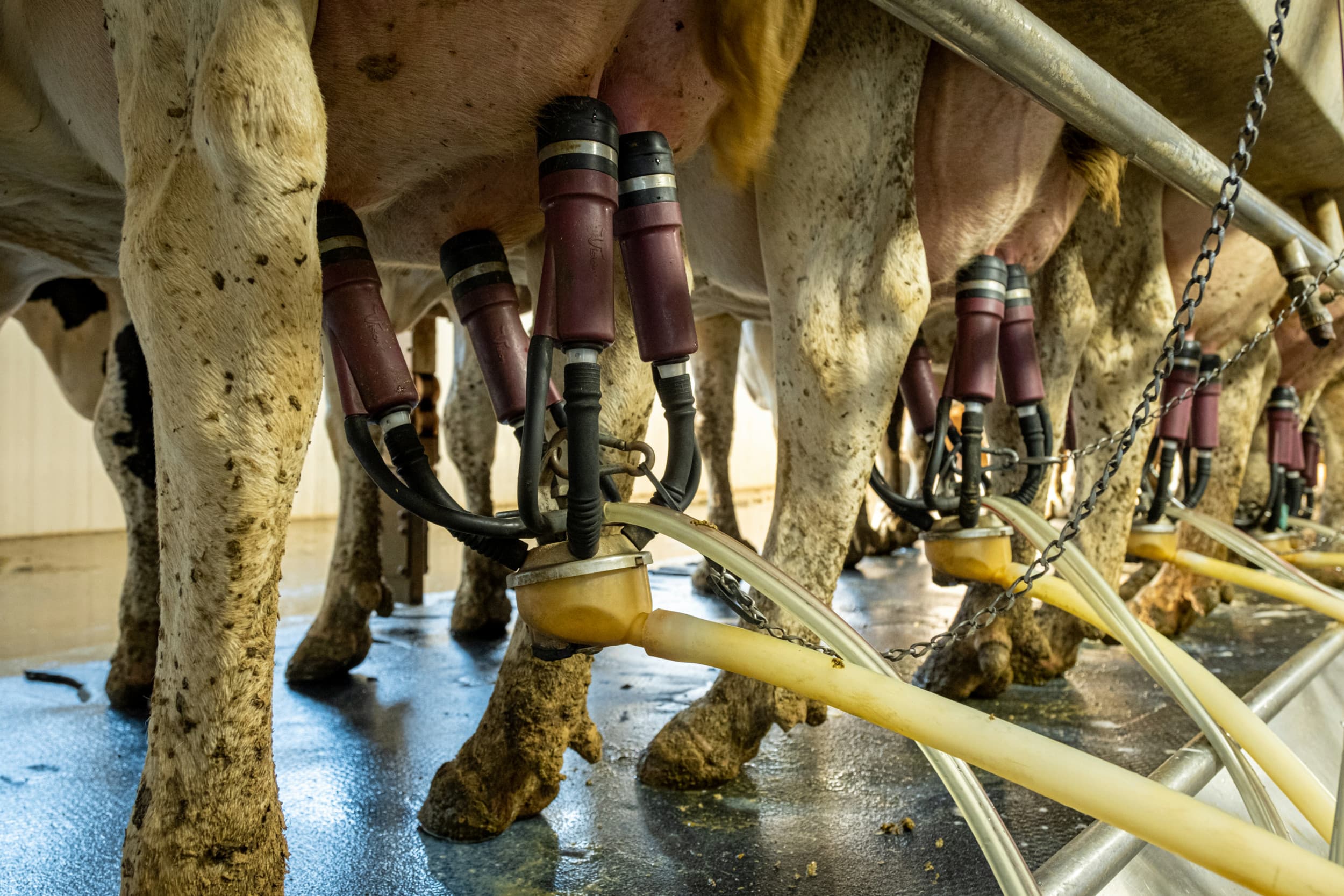 De gemiddelde dagelijkse melkproductie komt uit op 39.042 ton melk, in vergelijking met een maand eerder is dat een daling. – Foto: Charles Keijzer
