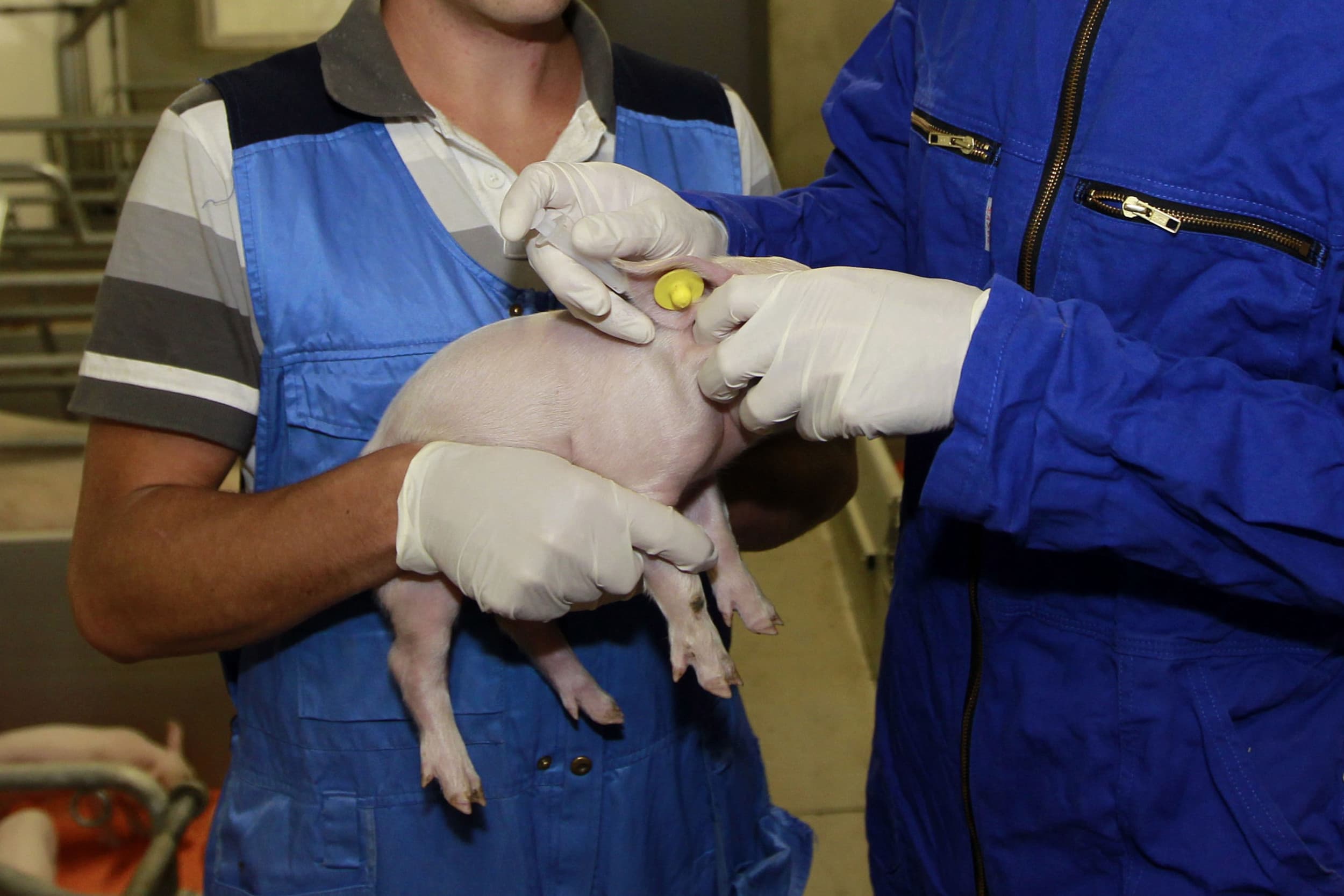 Vaccineren vraagt om goed gereedschap en hygiënisch werken, omdat vaccins gevoelig zijn en vieze of botte naalden problemen kunnen veroorzaken. – Foto: Bert Jansen