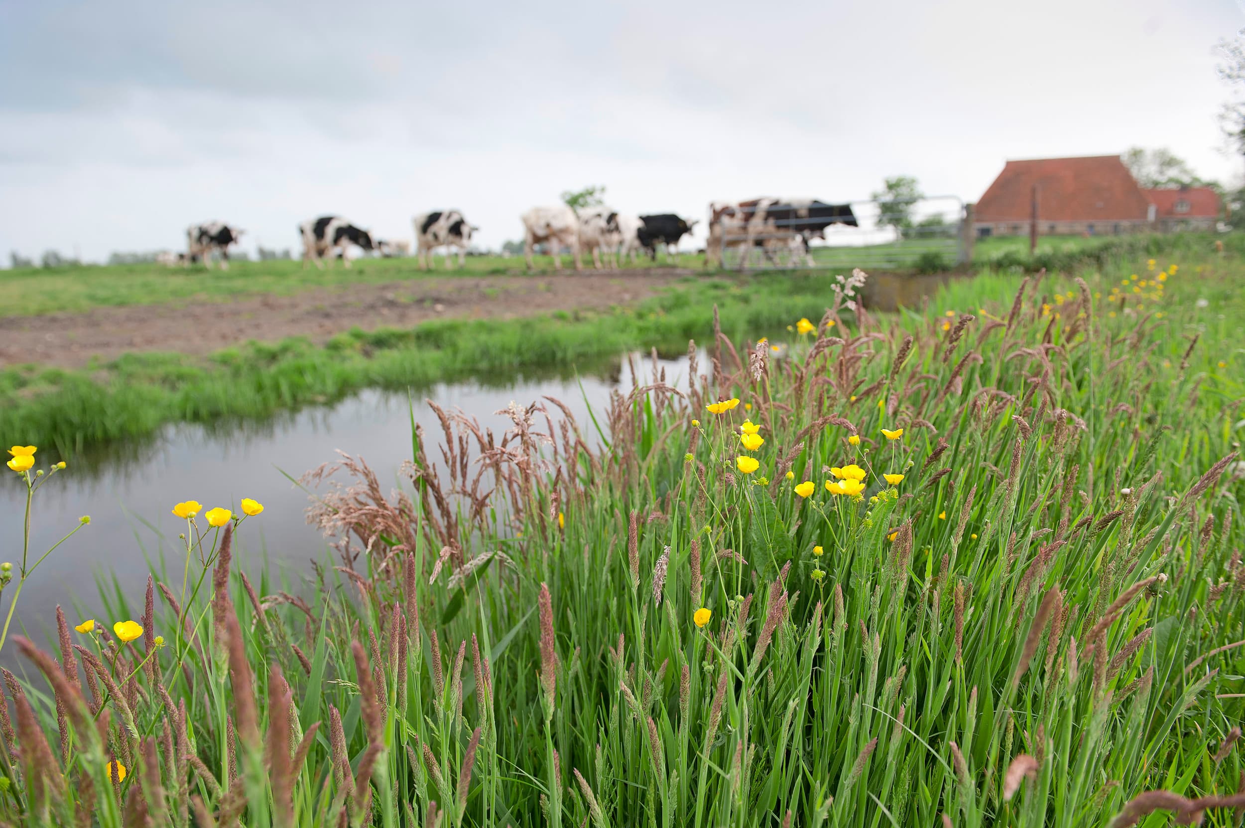 De randvoorwaarden van de beheersvergoeding zijn onvoldoende geïndexeerd en geactualiseerd, zo vinden de ANlb’s. – FotoL Mark Pasveer