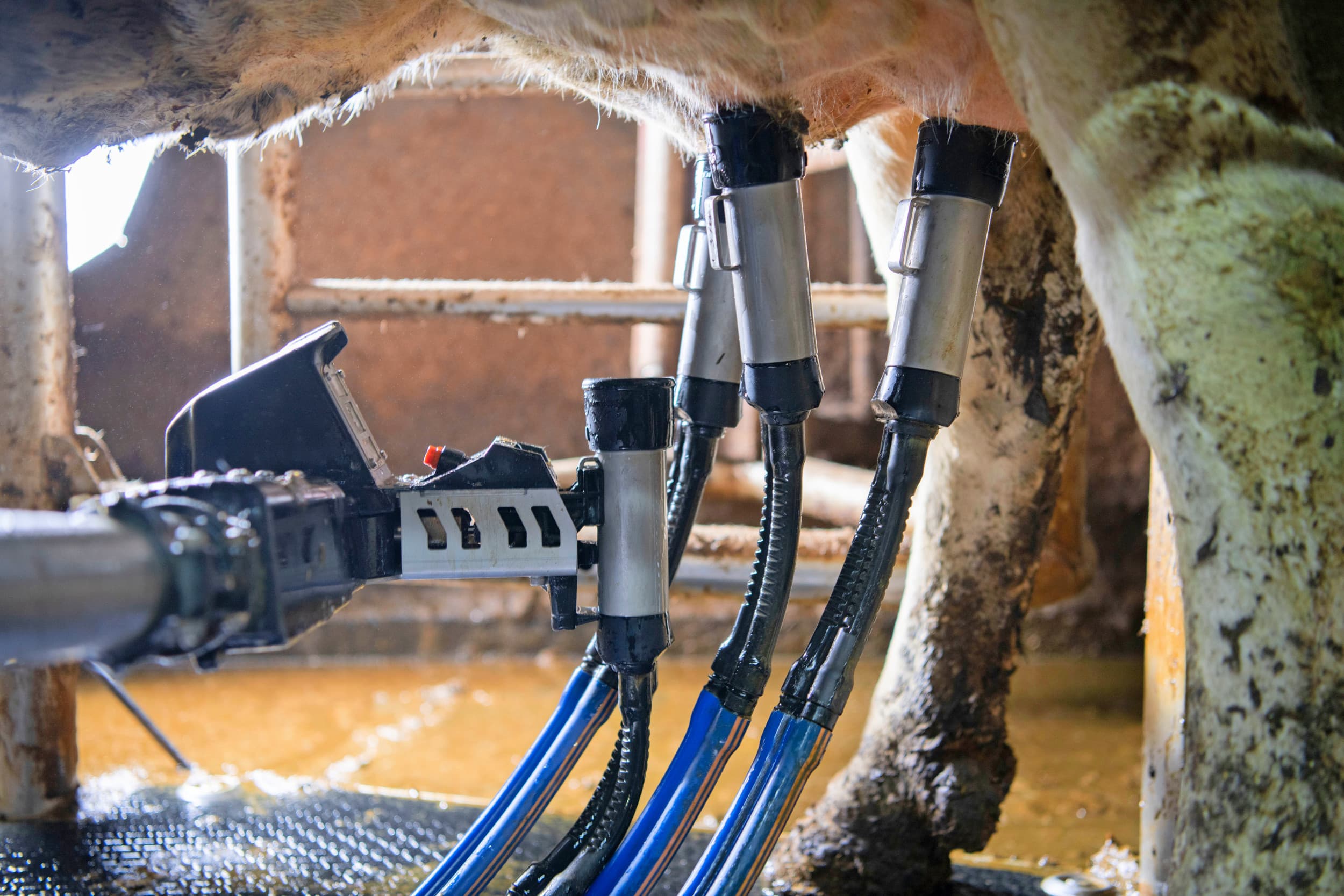 De toename van automatische melksystemen (AMS) kan leiden tot meer omgevingskiemen in melk, omdat robots een standaardreiniging uitvoeren en strooisel aan de uiers niet volledig verwijderen. – Foto: Mark Pasveer
