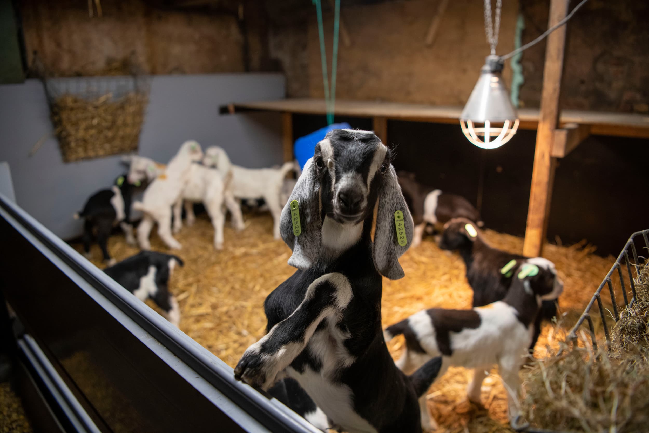 herstel marges geitenhouderij