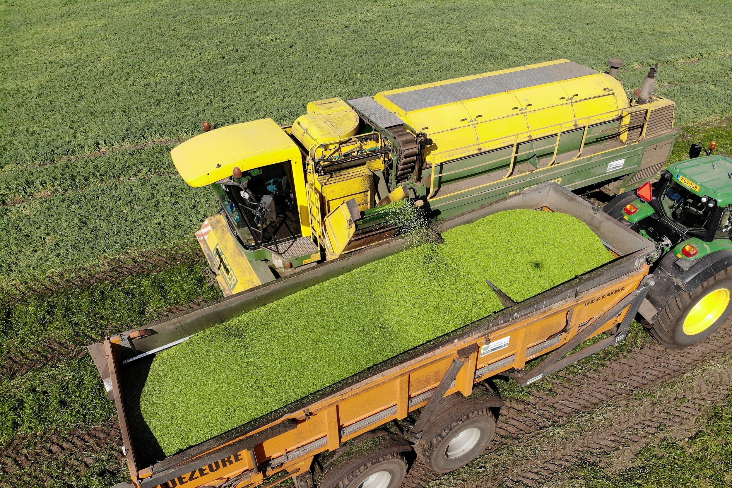 Erwtenoogst in 2019. Verwerkers vrezen voor tekorten vanwege de huidige problemen met inzaaien. – Foto: Hans Prinsen