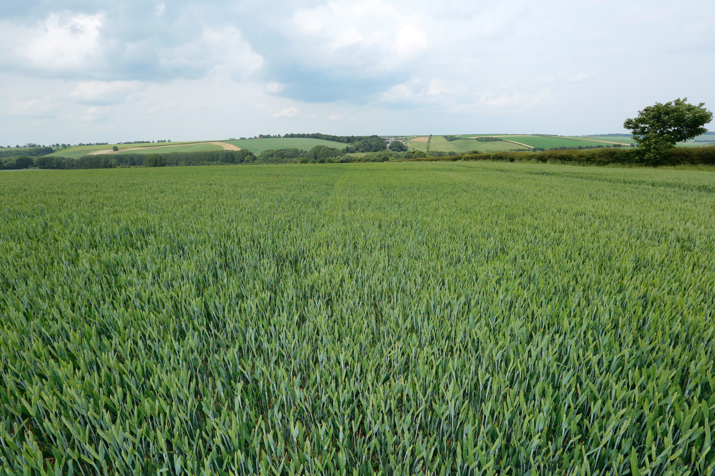 Voldoende agrarische activiteiten in Cambridgeshire. – Foto: Henk Riswick