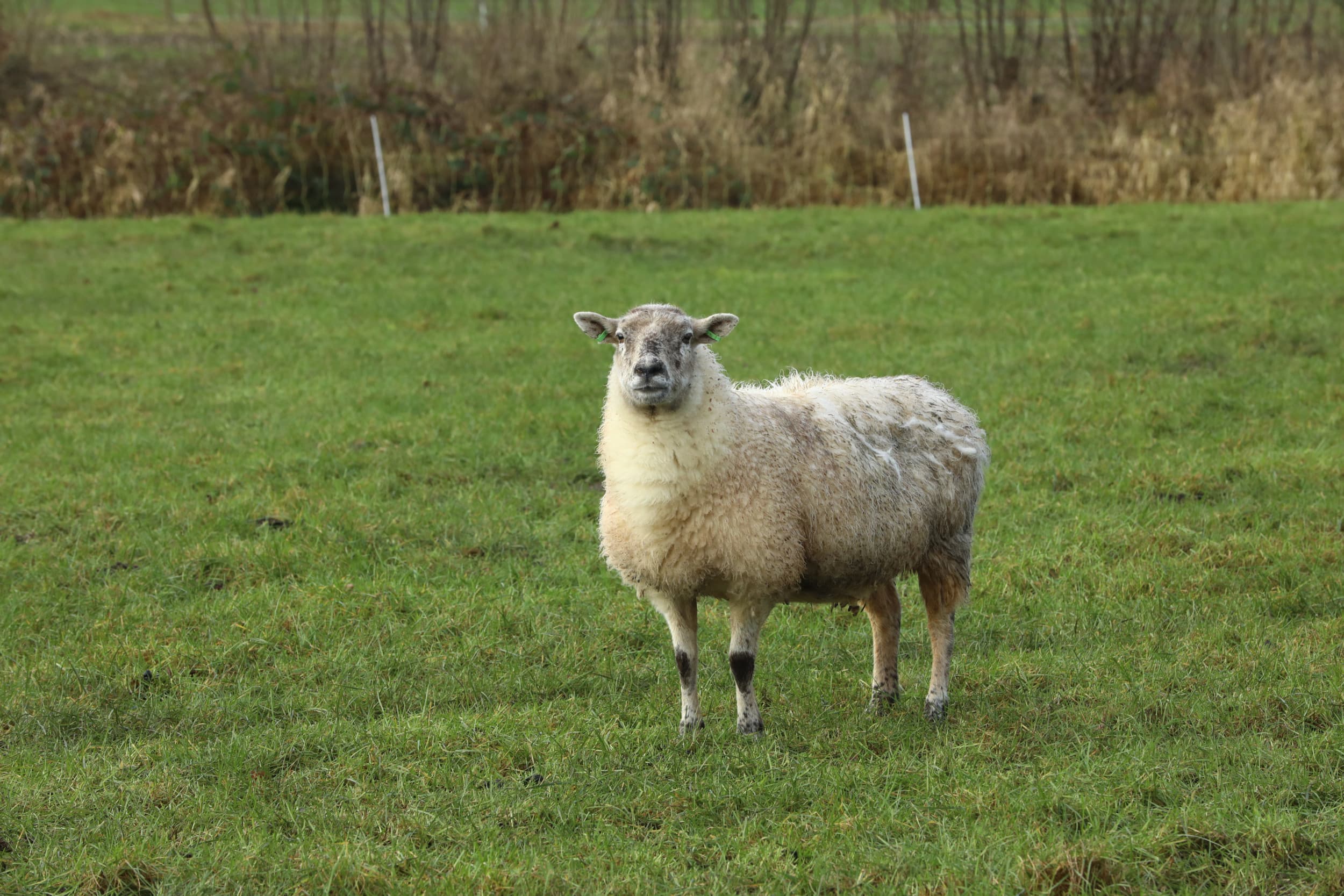 Het schapenbedrijf in Brakel dat besmet is geraakt met Q-koorts was niet gevaccineerd, terwijl dit wel had gemoeten. Dat blijkt uit onderzoek van de NVWA. – Foto: Henk Riswick