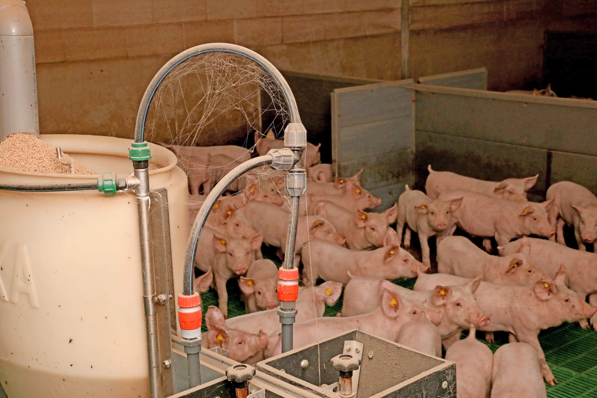 waterhygiëne in varkensbedrijven