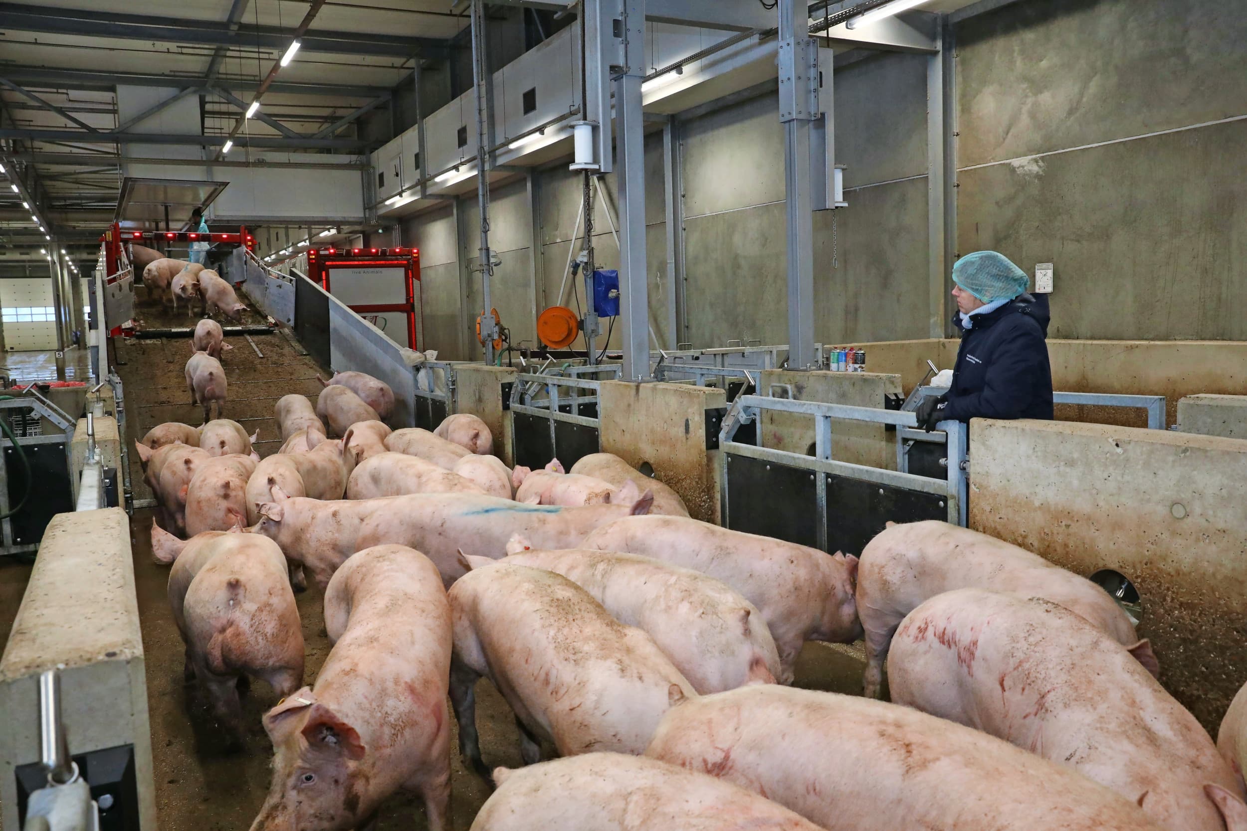 krap varkensaanbod maar geen hogere prijzen