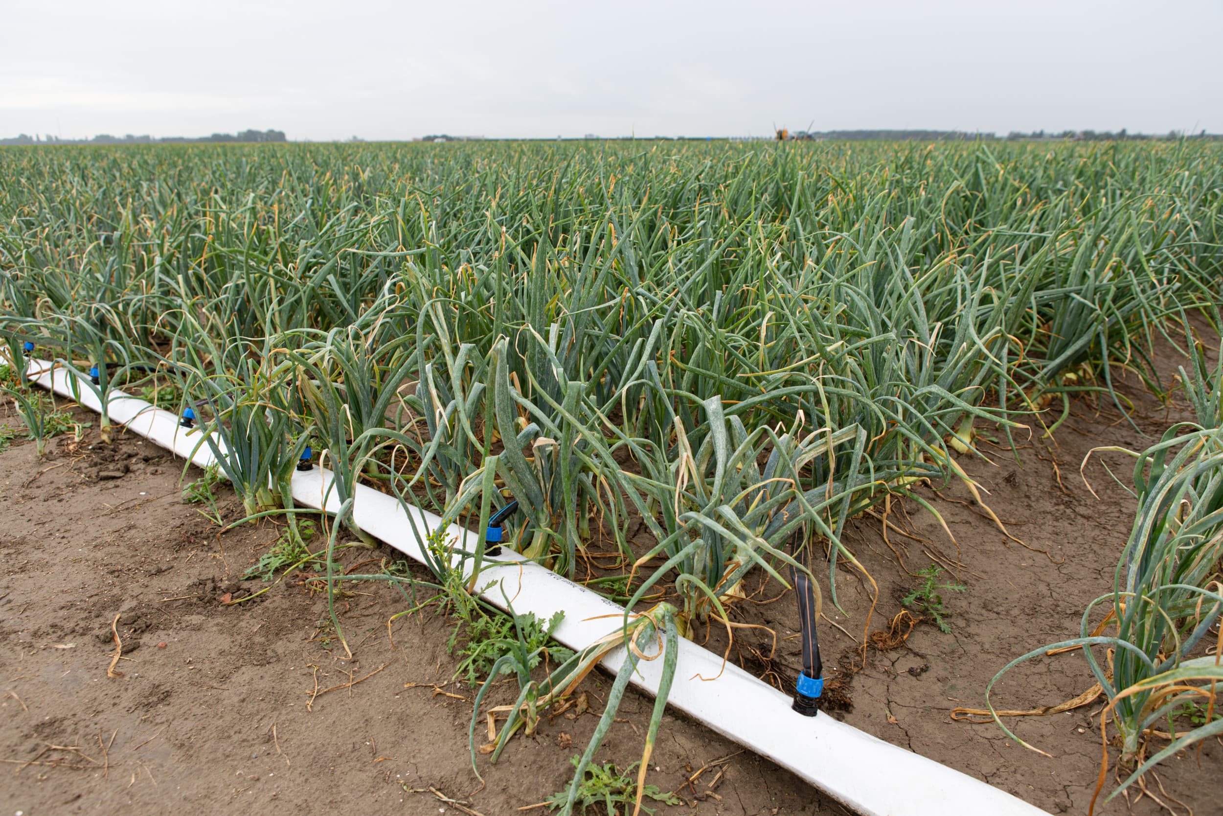 Druppelirrigatie in uienteelt. – Foto: Peter Roek