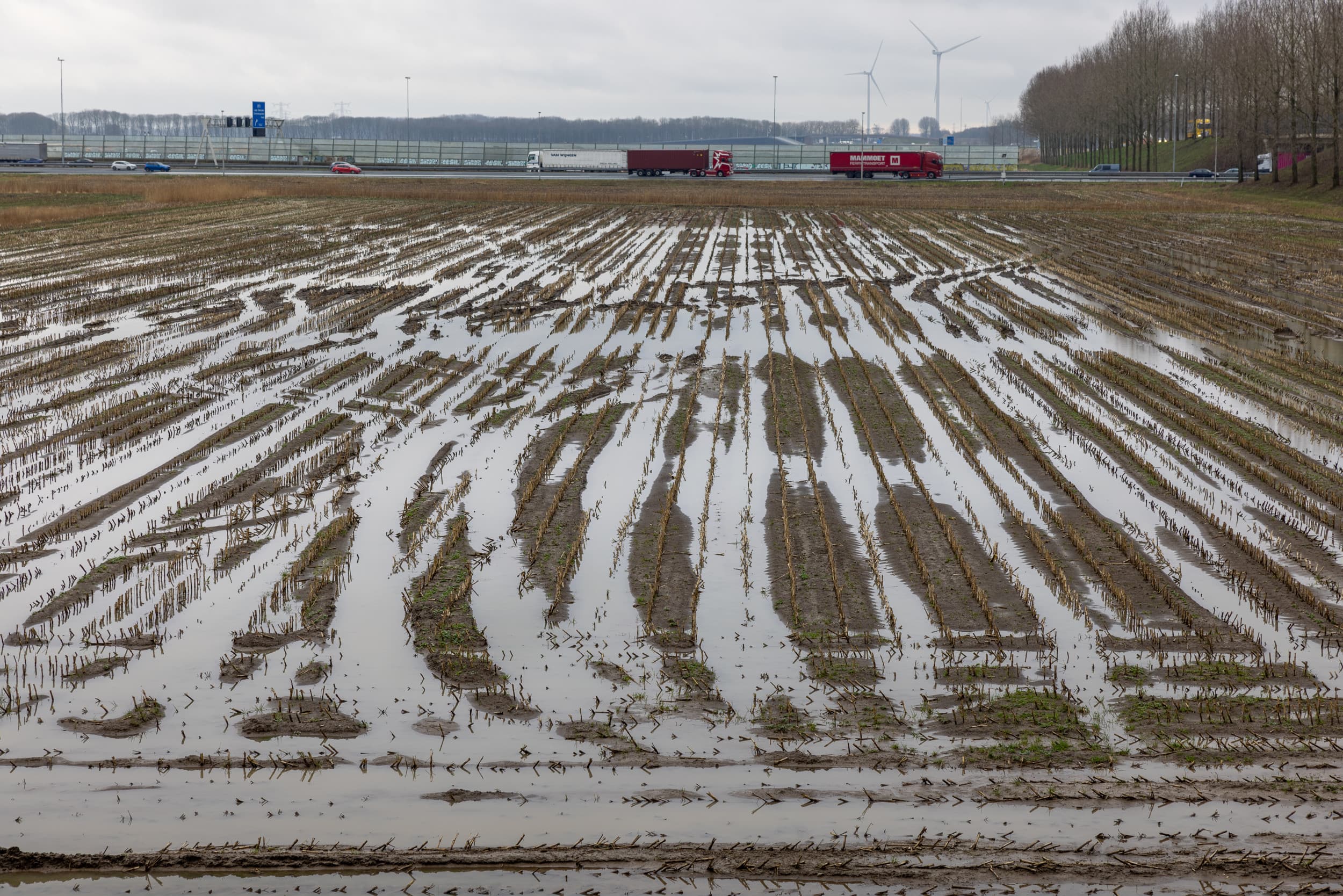 CDA, VVD, NSC en ChristenUnie roepen demissionair landbouwminister Piet Adema op om samen met deskundigen en de sectoren te gaan kijken naar de haalbaarheid van de 1 oktober-regel. Met het op één na natste voorjaar ooit, hebben veel boeren de grootste moeite om de gewassen in de grond te krijgen. – Foto: Peter Roek