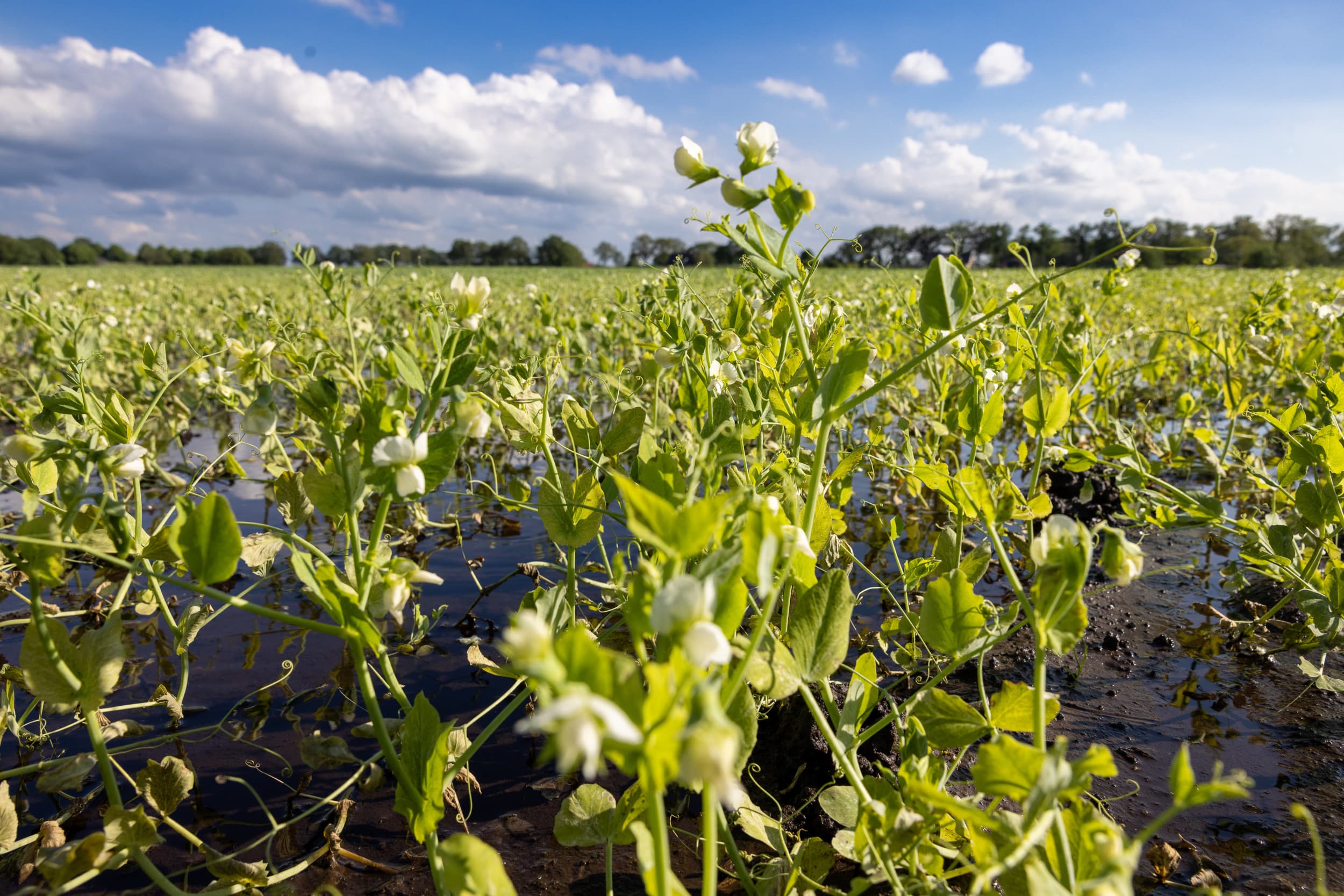 Waterschade aan erwten. De planten staan te vroeg in bloei vanwege de stress. – Foto: Peter Roek
