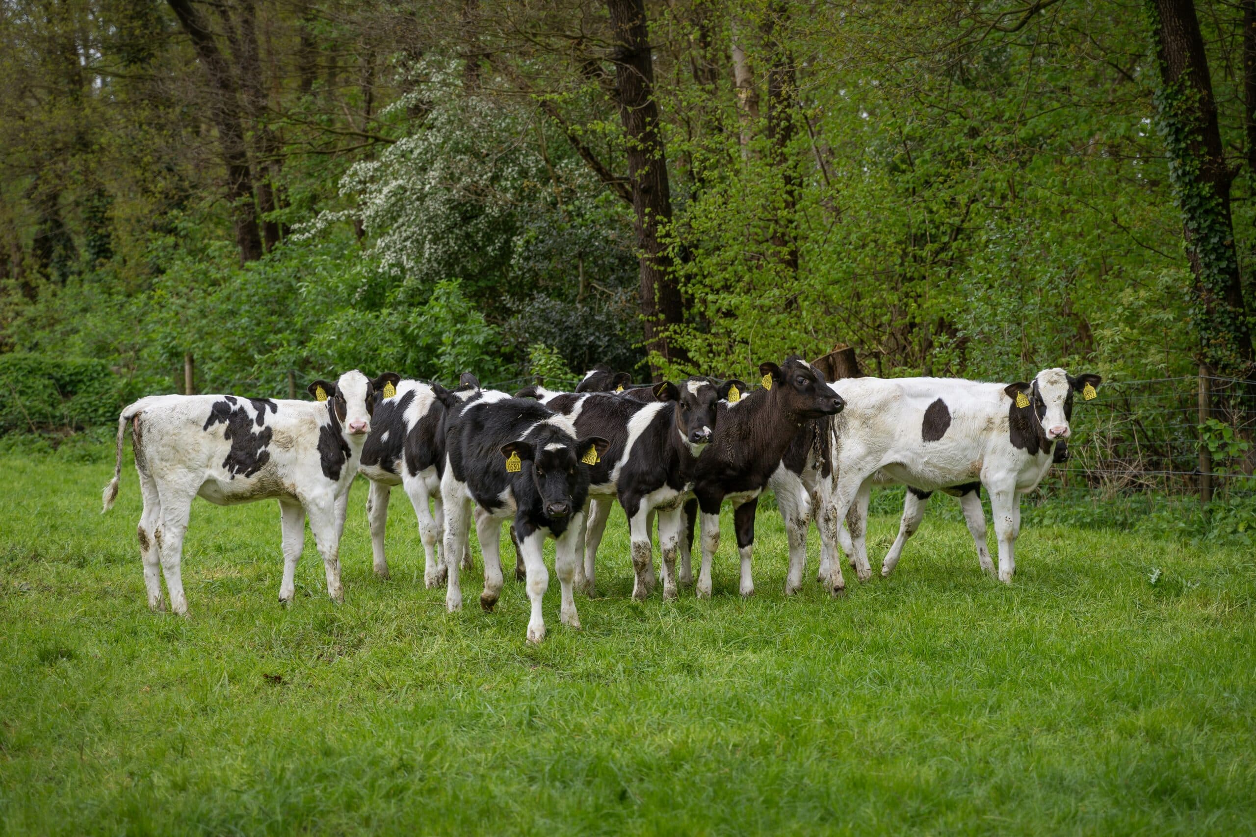 melkvee heeft antistoffen blauwtong
