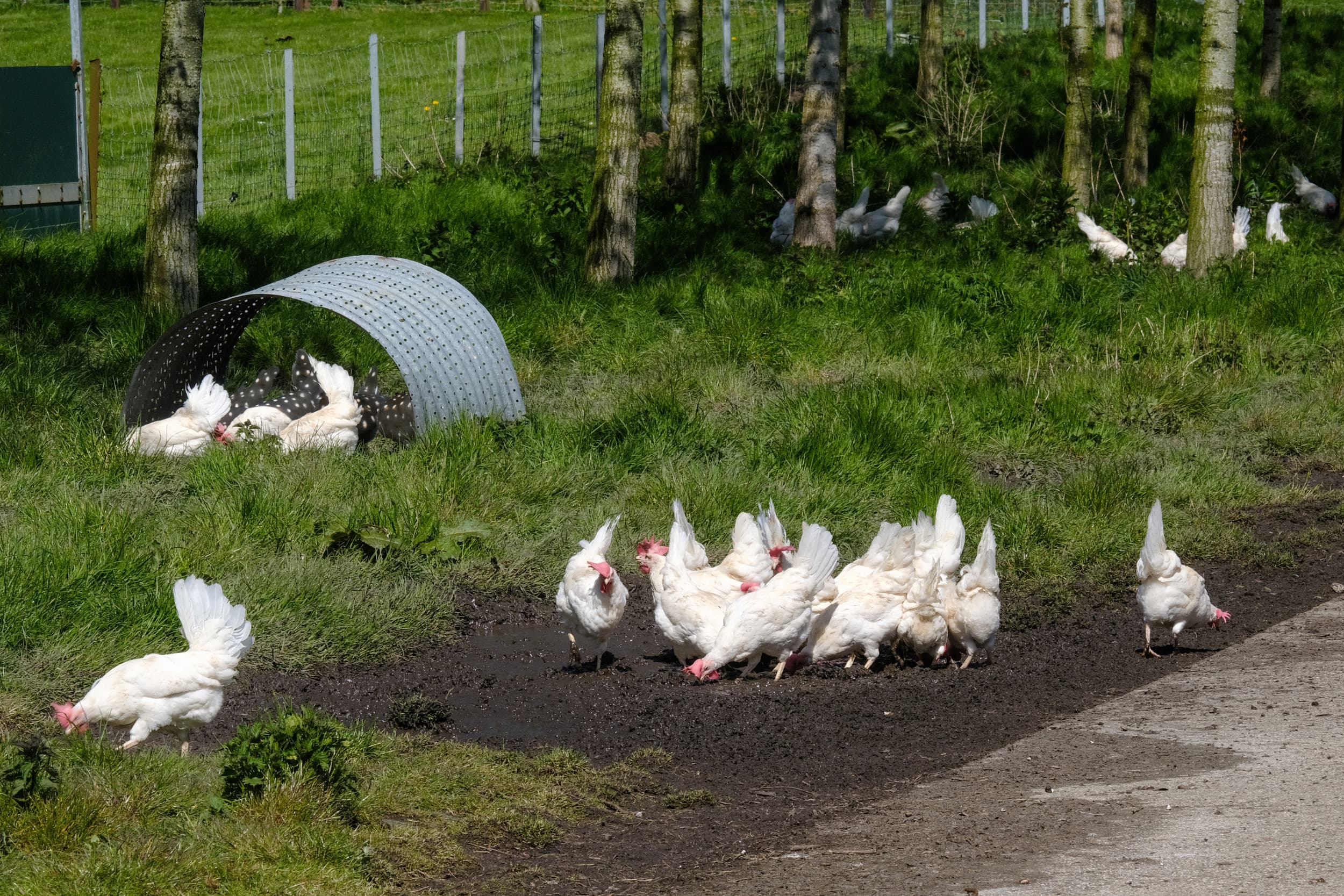 Buiten lopende leghennen lopen een groter risico op vogelgriep. Veel pluimveehouders zouden dan ook graag willen vaccineren. – Foto: Jan Willem van Vliet