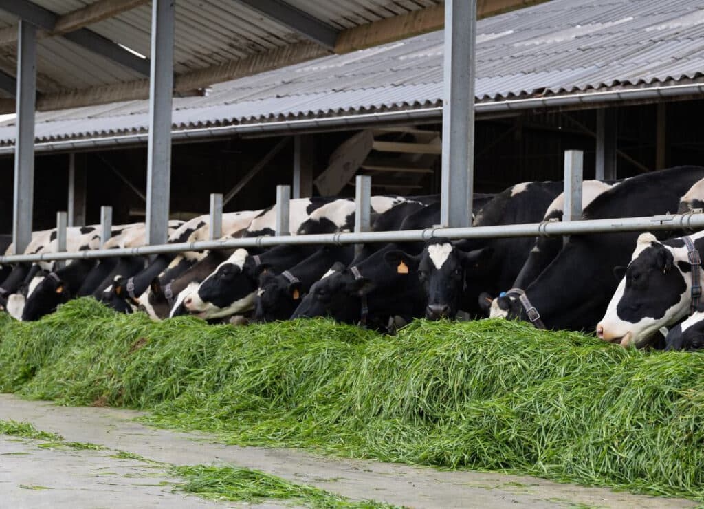 Sinds Bart het bedrijf overnam, nam het aantal koeien geleidelijk aan sterk toe. Nu telt het bedrijf 280 koeien met bijbehorend jongvee, waarvan 95% Holstein. – Foto: AHV