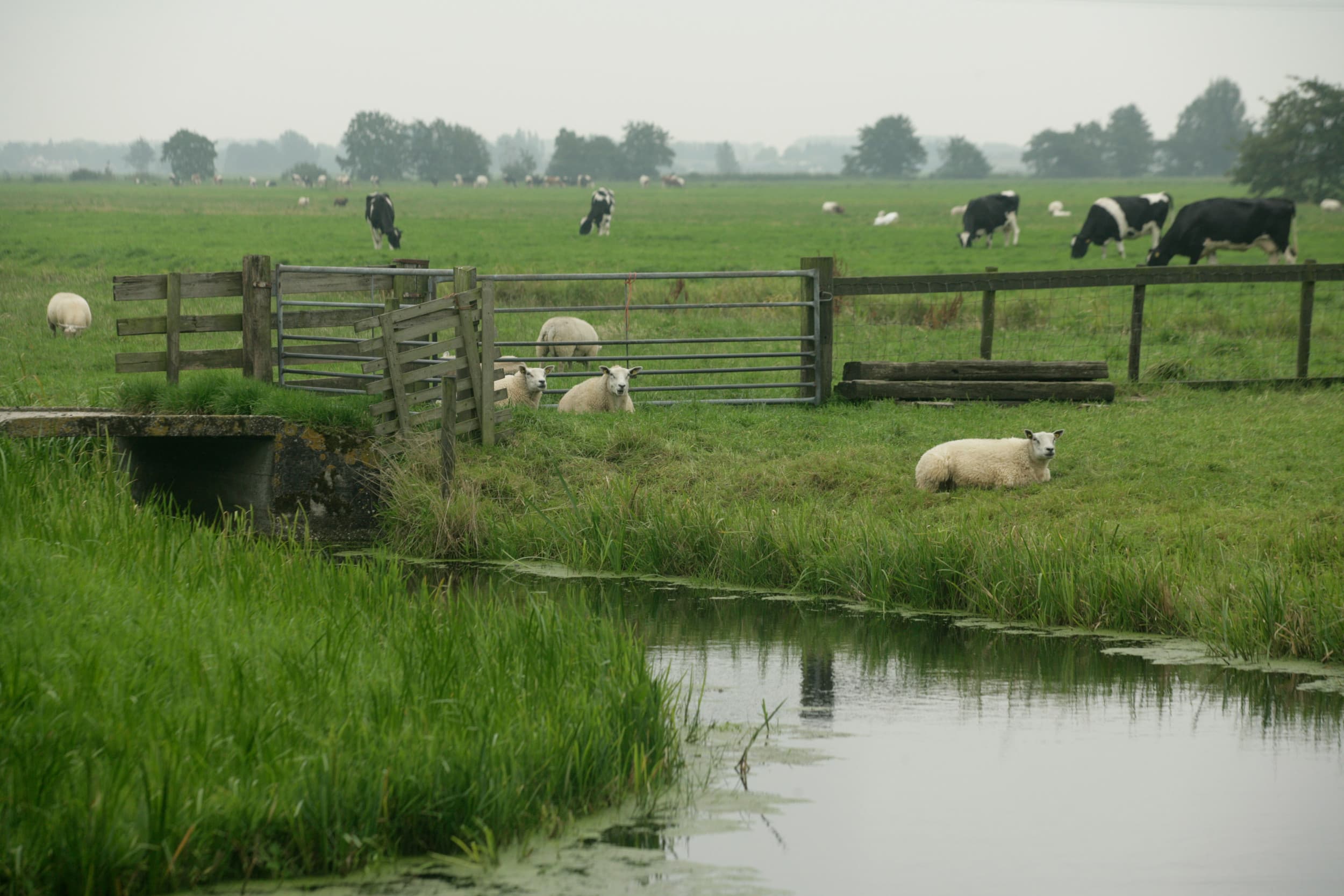 De startdatum voor bufferstroken met kruiden is verplaatst naar 15 juli, terwijl boeren uiterlijk 15 juni moeten starten met weidegang om in aanmerking te komen voor de eco-premie. – Foto: Koos Groenewold