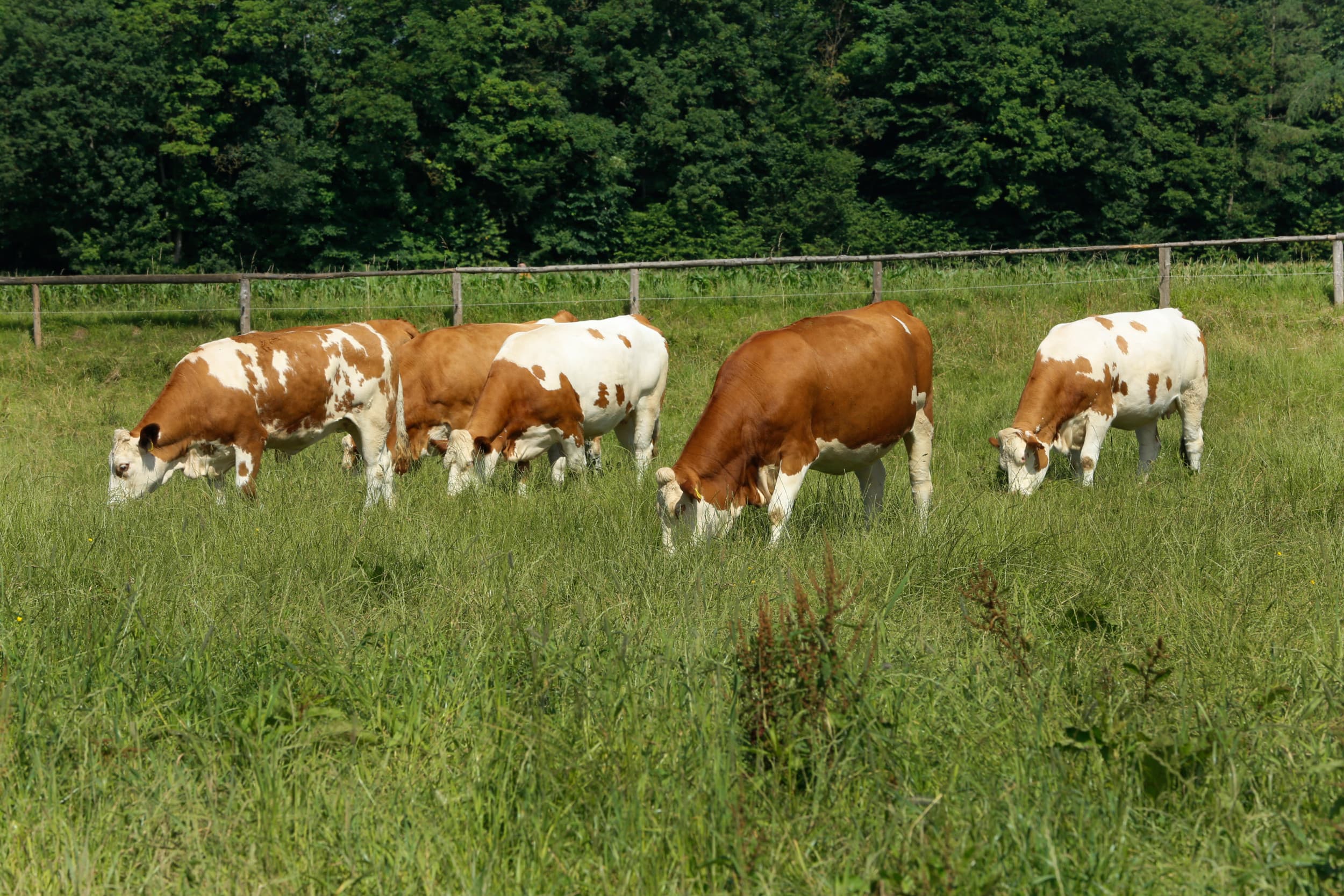 bovengemiddelde melkprijs ammerland
