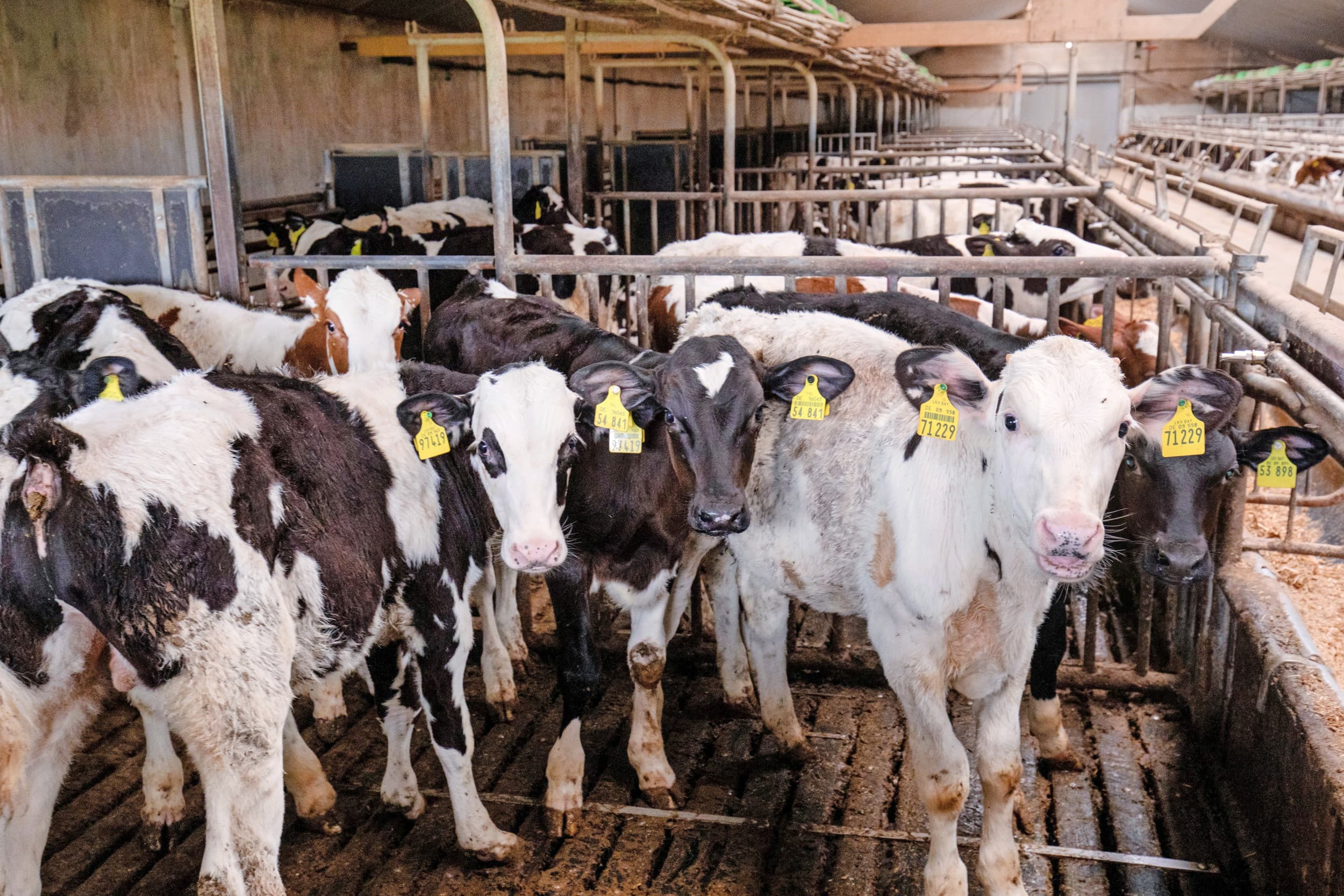 Het sectorplan Veal Forward stelt nieuwe doelen voor diergezondheid, dierwelzijn en de CO2-footprint van kalfsvlees. – Foto: Herbert Wiggerman
