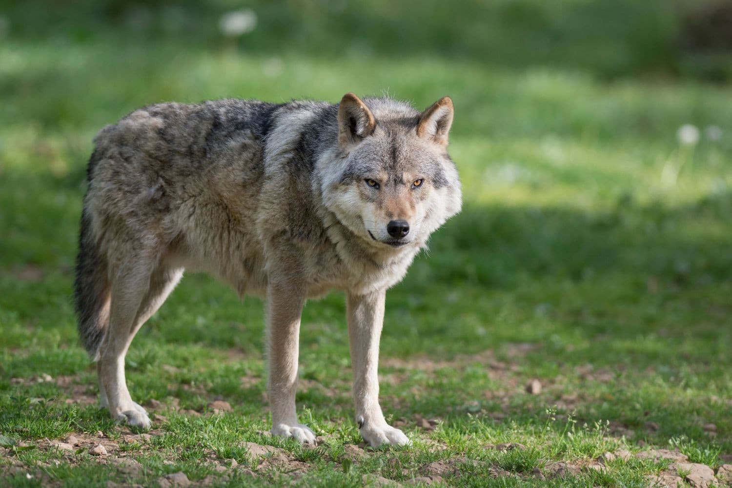 De wolven leven op meerdere plekken in Nederland. In de provincies Drenthe, Friesland, Overijssel, Gelderland, Noord-Brabant en Limburg zijn de meeste waarnemingen van wolven gedaan. – Foto: Canva