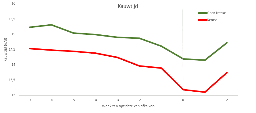 Koeien die na afkalven geveld worden door slepende melkziekte besteden in de hele droogstandsperiode gemiddeld veertig minuten per dag minder aan kauwtijd (vreten + herkauwen).