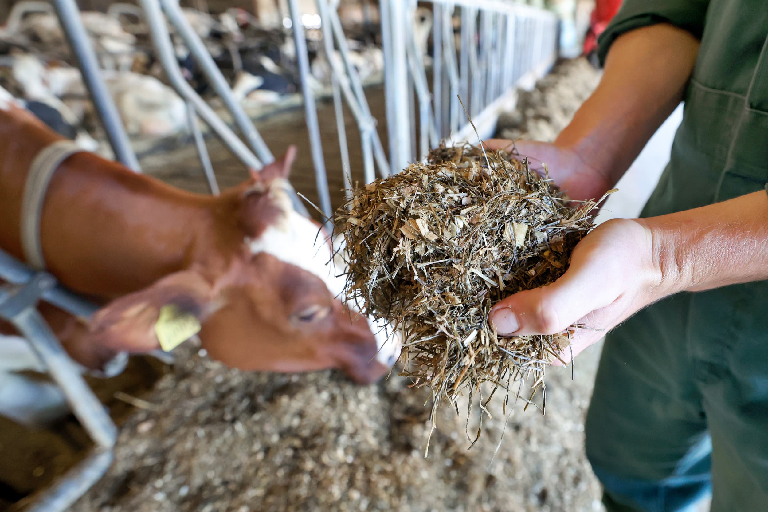 Bovaer is een poeder waarvan een kwart theelepel per dag per dier genoeg is voor een forse vermindering van de methaanuitstoot door koeien. – Foto: Bert Jansen