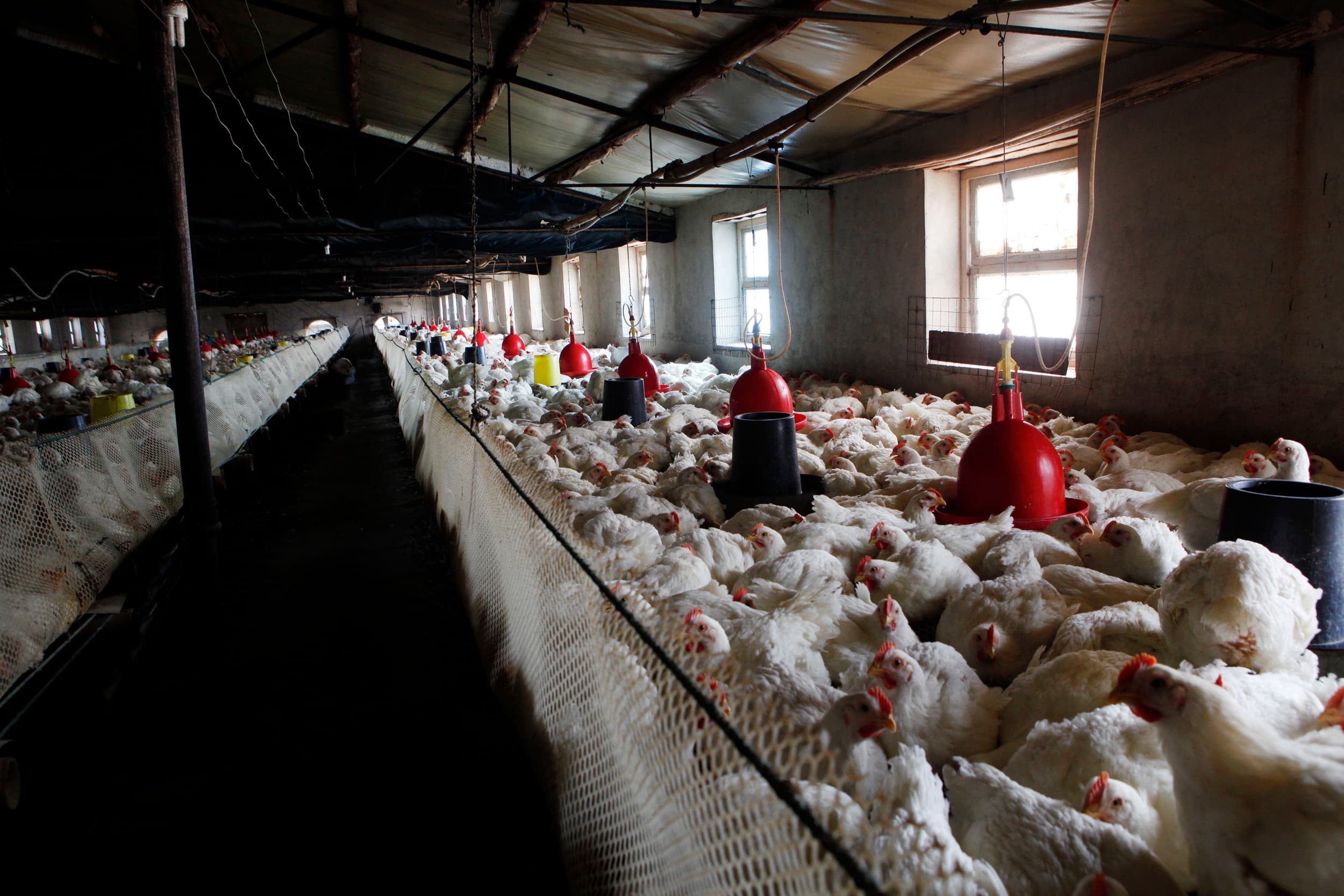 petitie tegen import goedkoop pluimveevlees