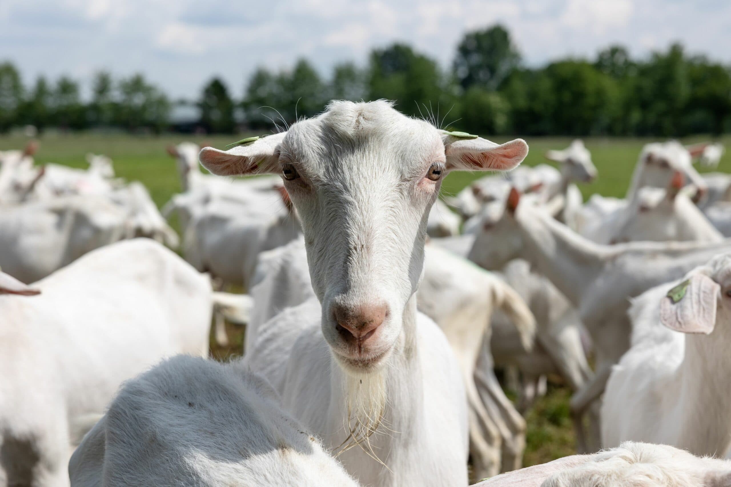‘Maxima is slap en heeft een doffe vacht’
