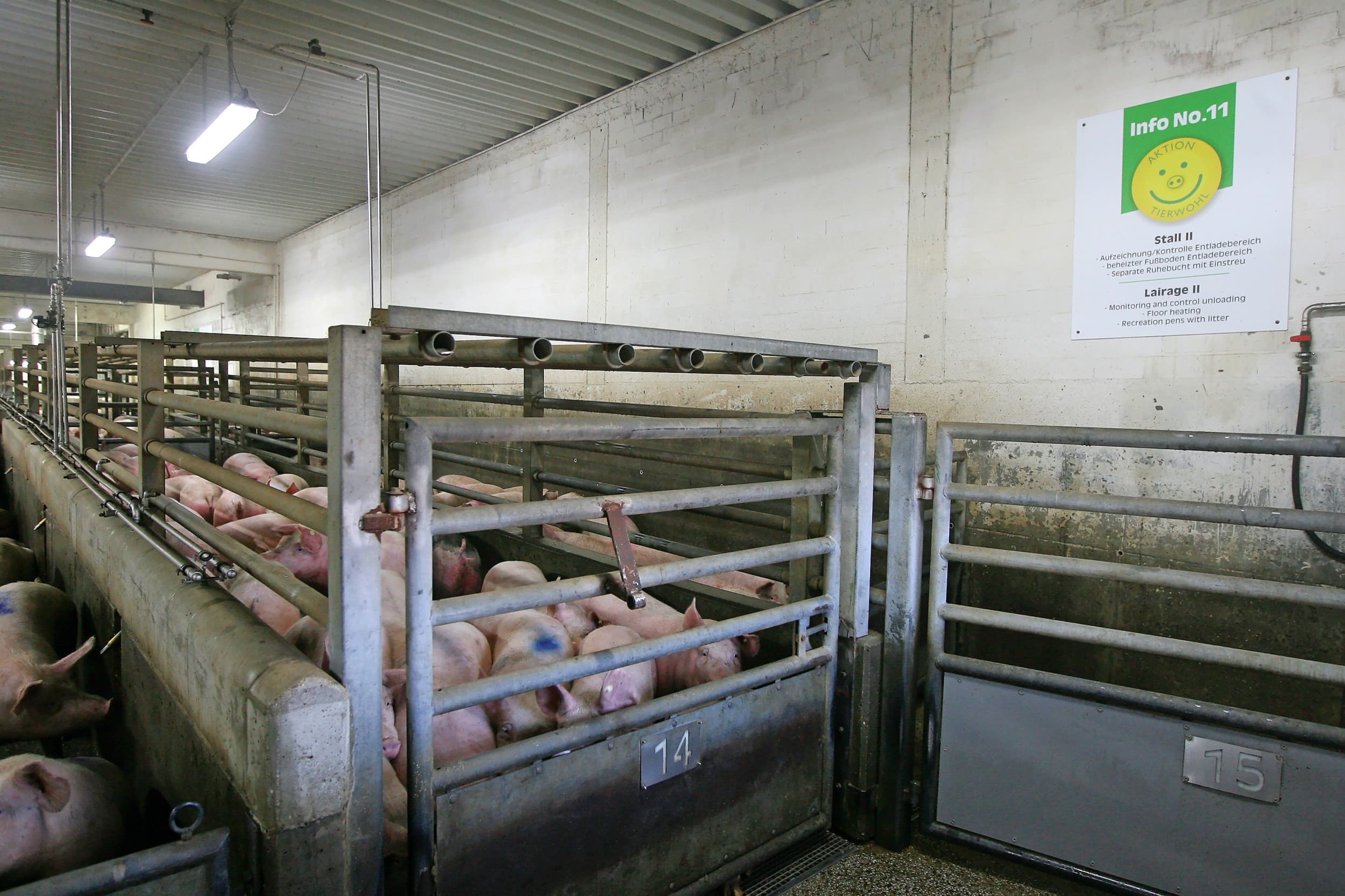 Slachterij Westfleisch in Coesfeld (Duitsland) werkt al volgens het Tierwohl-concept, dat het dierenwelzijn van de slachtvarkens garandeert. Volgens de nieuwe dierenwelzijnswet zullen in de toekomst video- en camerabewaking nodig zijn in ruimtes van slachthuizen. – Foto: Ronald Hissink