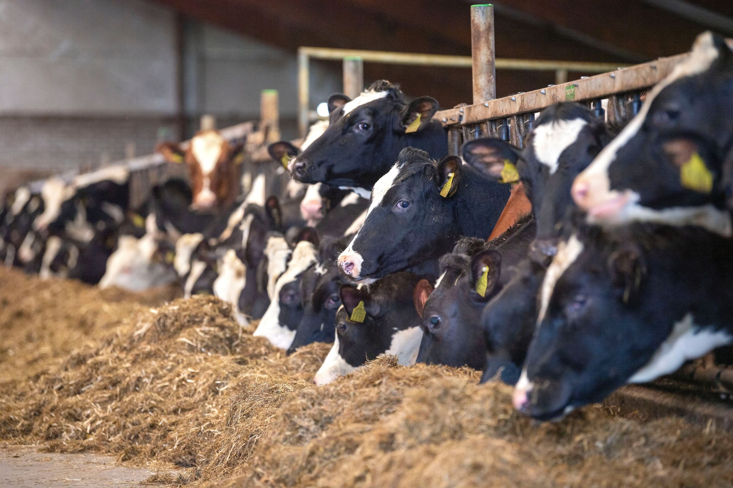 De Europese melkaanvoer bedraagt in maart 12,9 miljoen ton melk. – Foto: Mark Pasveer