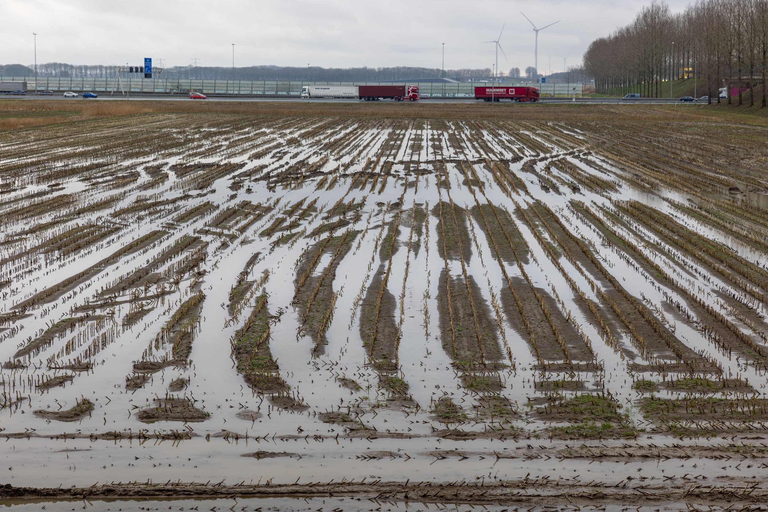 Water op maisland in Moerdijk (N-Br.). – Foto: Peter Roek