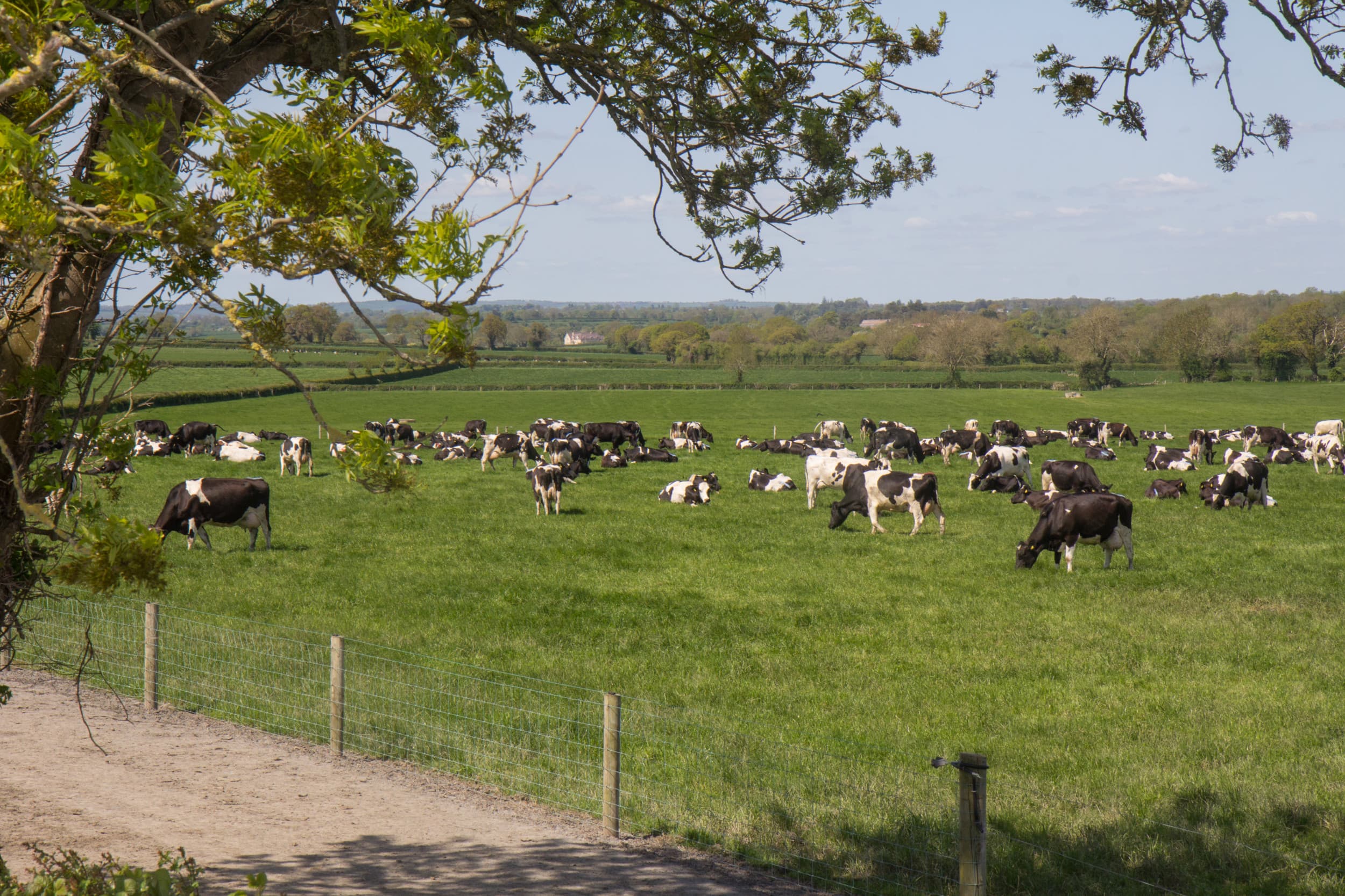 Melkvee in Ierland. De Europese melkprijs daalde in april naar gemiddeld € 43,97 per 100 kilo melk, voornamelijk door aanpassingen in de uitkeringen aan Ierse melkveehouders vanwege extreme weersomstandigheden. – Foto: Matthijs Verhagen