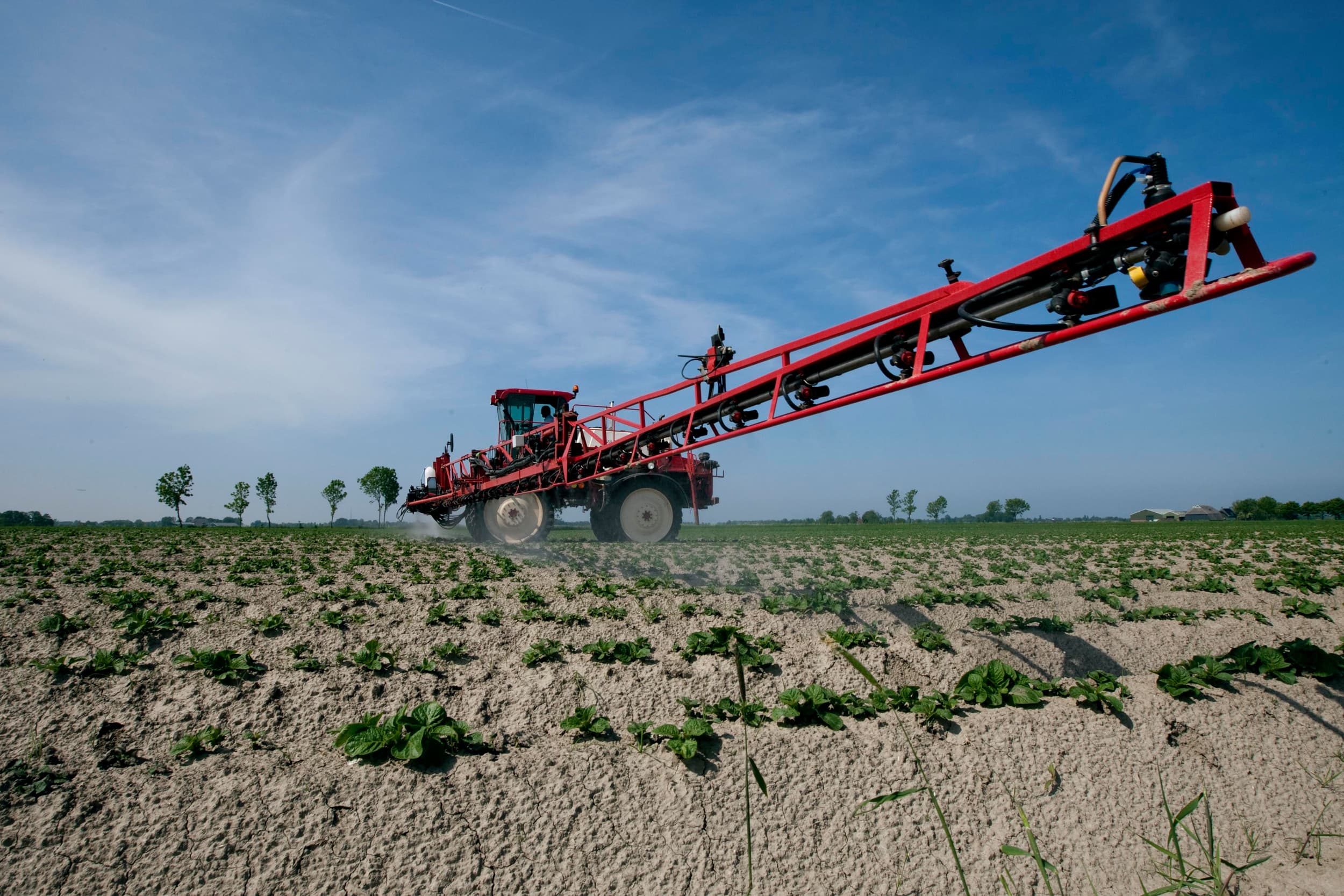 Vanwege de hoge phytophthora-druk is het belangrijk om een aardappelgewas al in een vroeg stadium te beschermen. – Foto: Dennis Beek