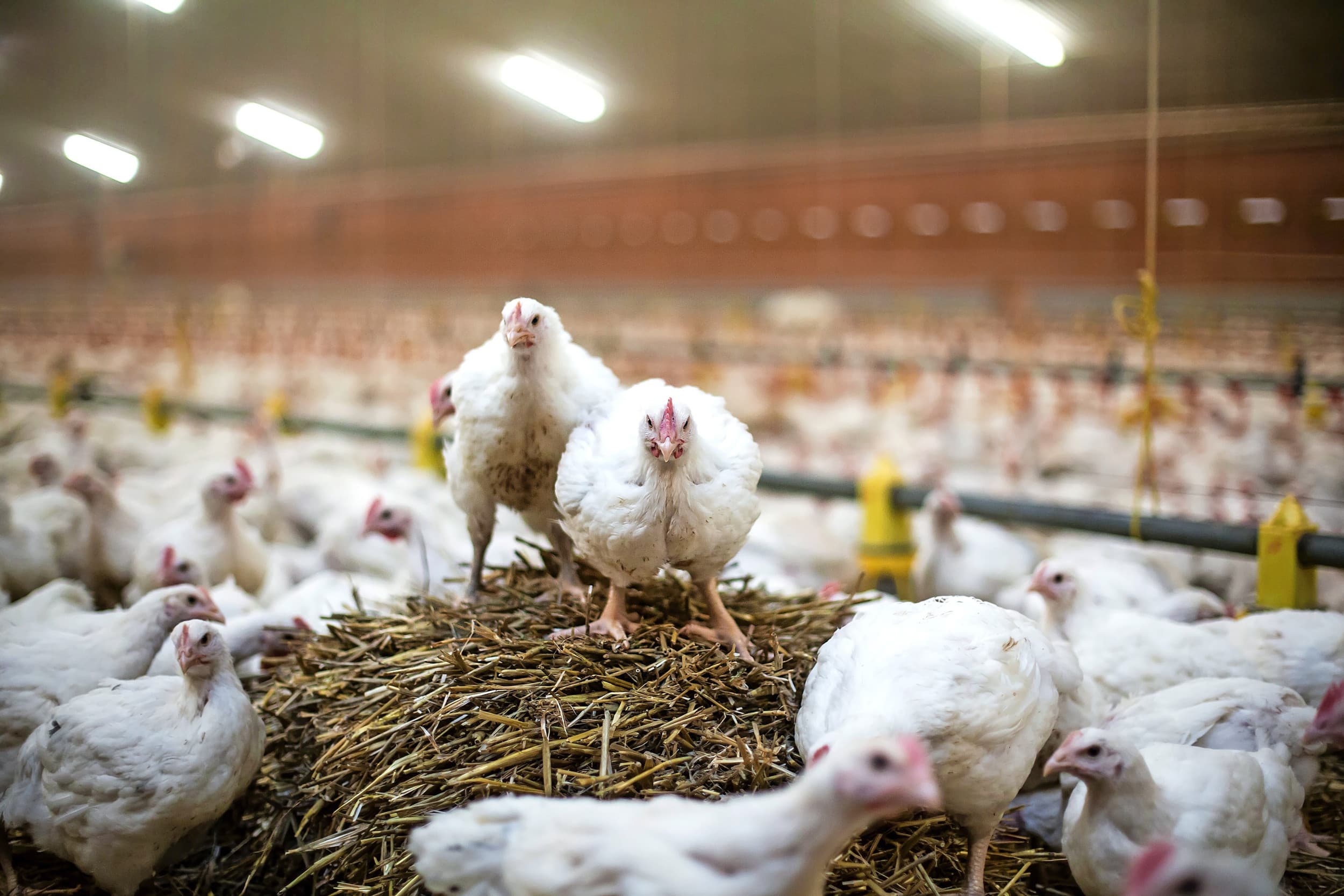 dierenwelzijn BeterLeven-keurmerk en ECC