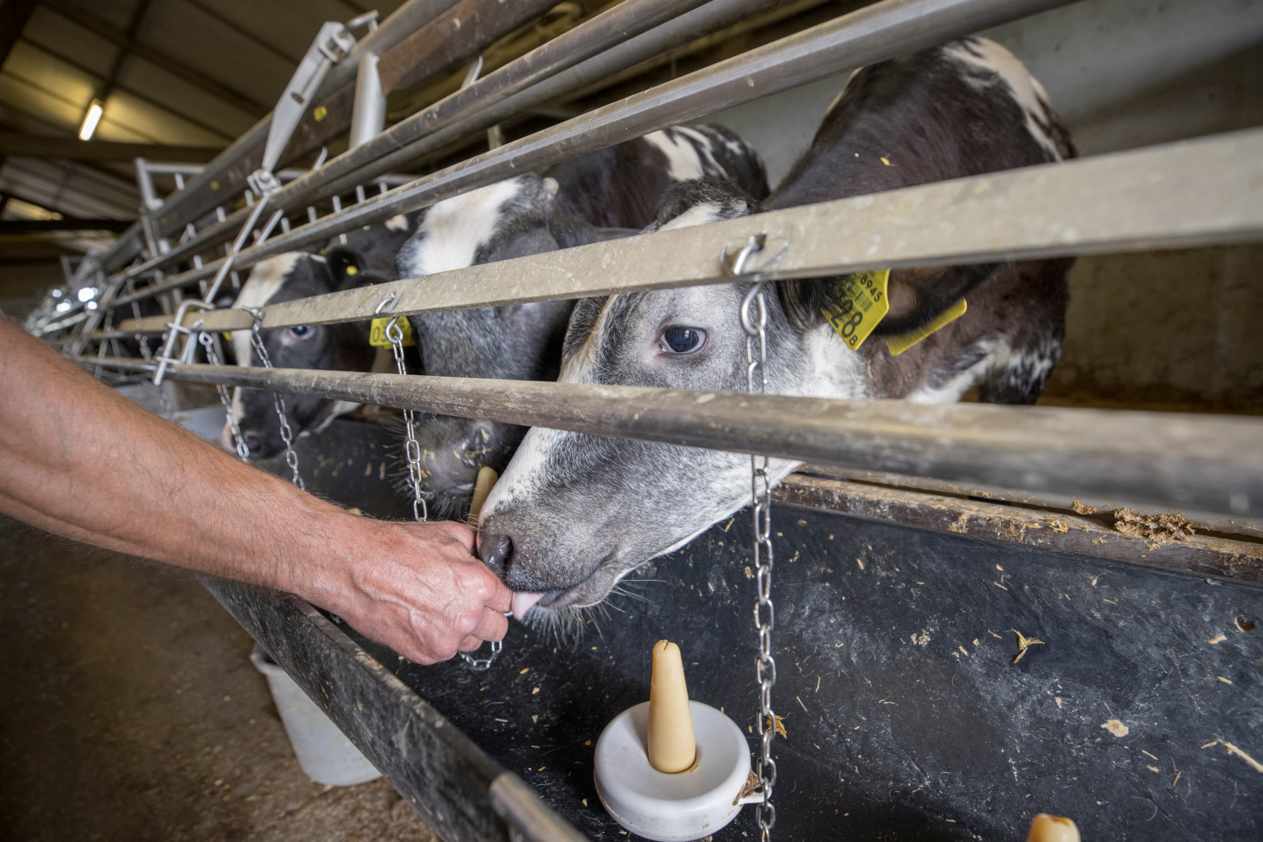 Het antibioticagebruik bij vleeskalveren moet in 2032 met 50% worden verminderd ten opzichte van het gebruik in 2022. – Foto’s: Koos Groenewold