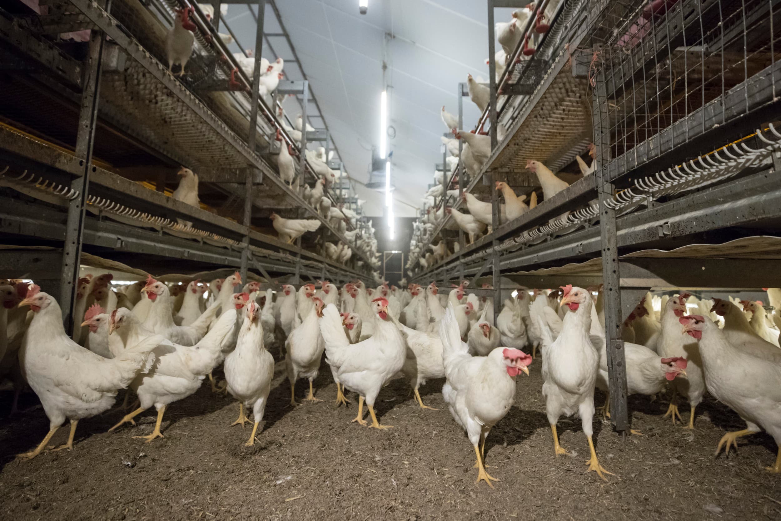 vogelgriep regionalisering