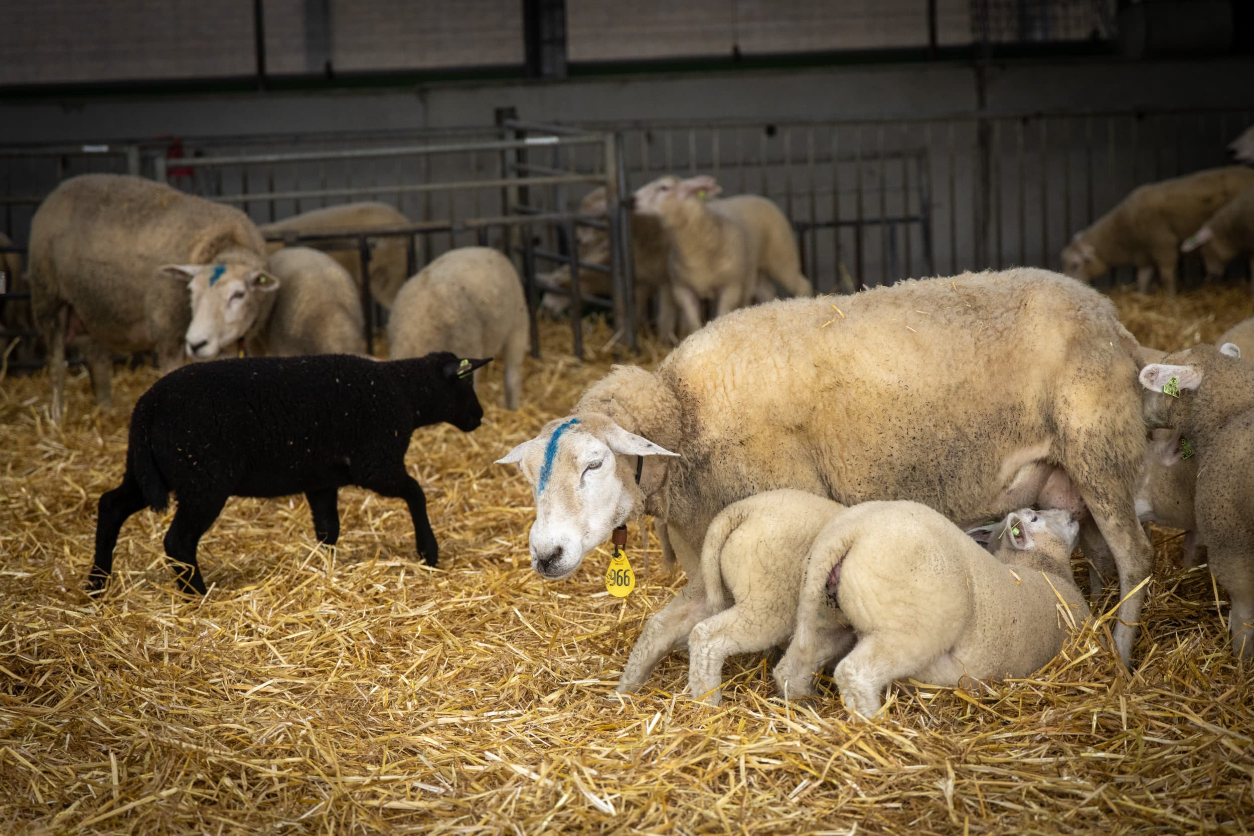 Een derde vaccin tegen blauwtong is nu beschikbaar voor koeien en schapen, met 2 miljoen doses direct leverbaar in Nederland. – Foto: Koos Groenewold